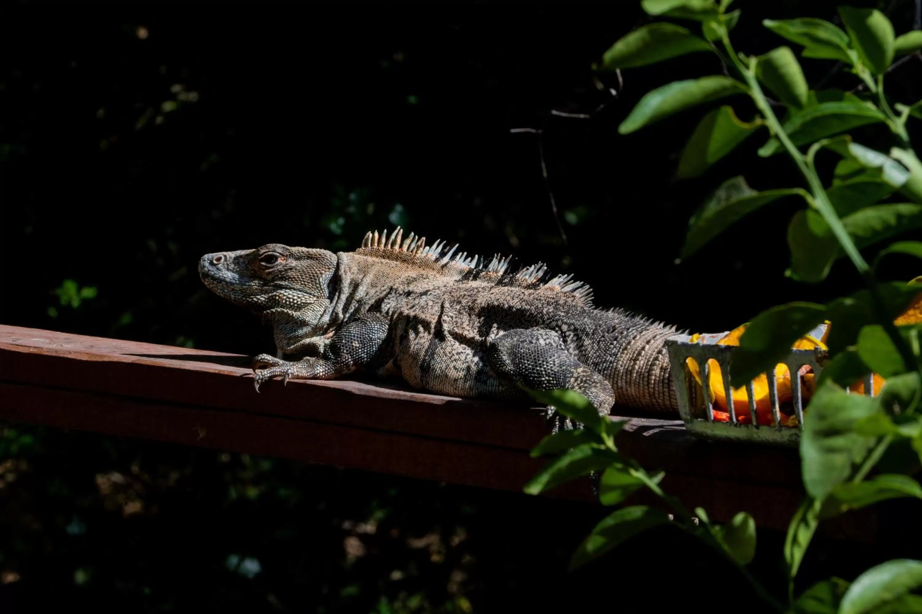 Other Animals in Antema Lodge Secteur Tamarindo, piscine, yoga, gym, jungle et paix
