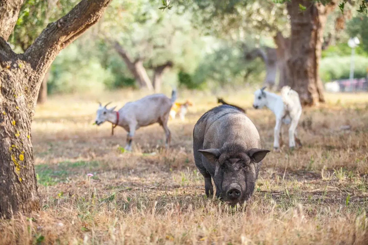 Animals, Other Animals in Il Gallo Con Gli Stivali