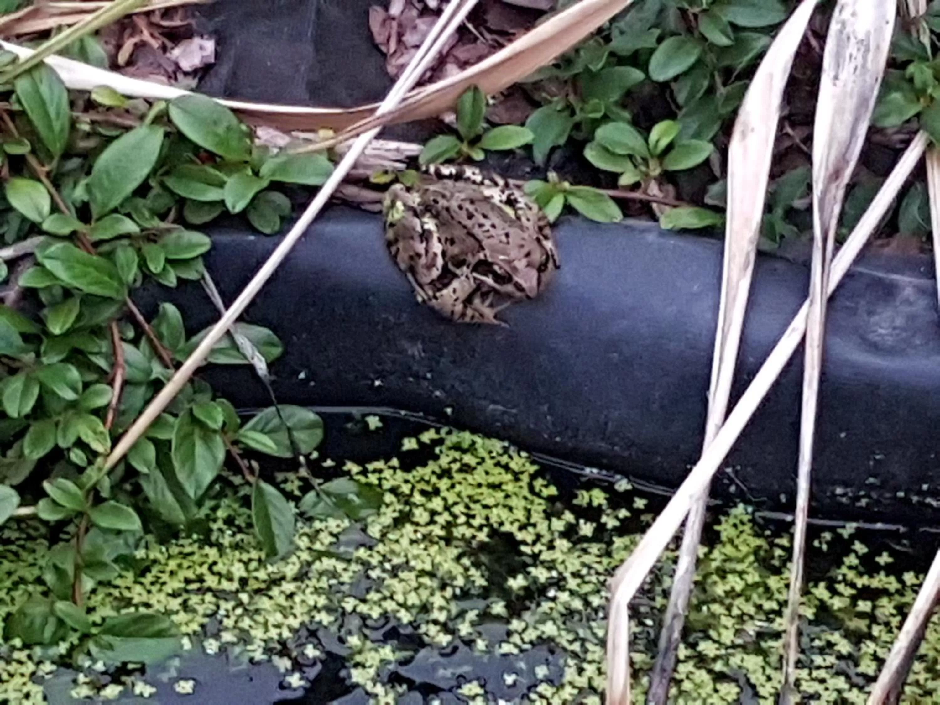 Animals in Noclegi Biała Róża