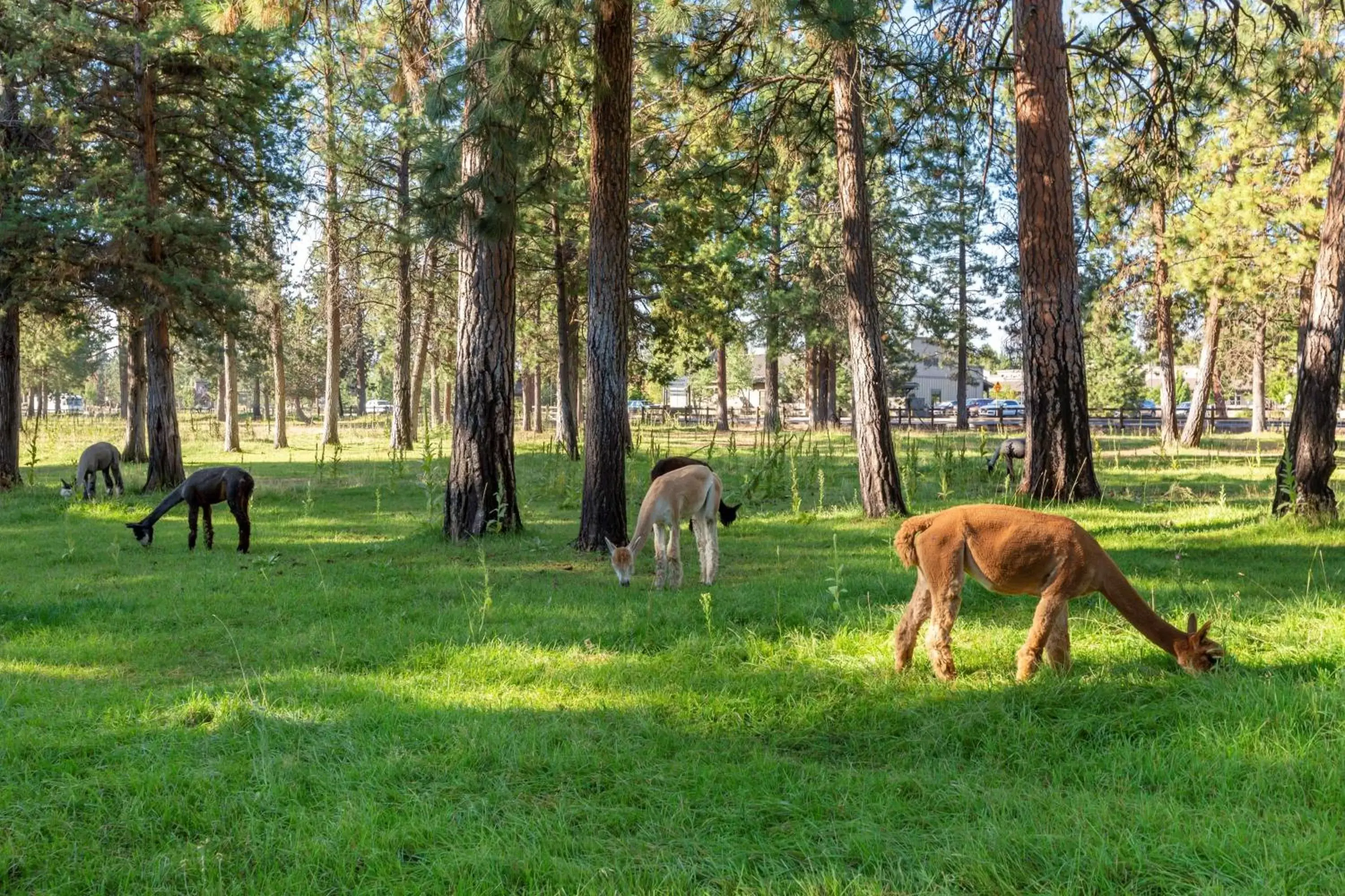 Off site, Other Animals in Best Western Ponderosa Lodge