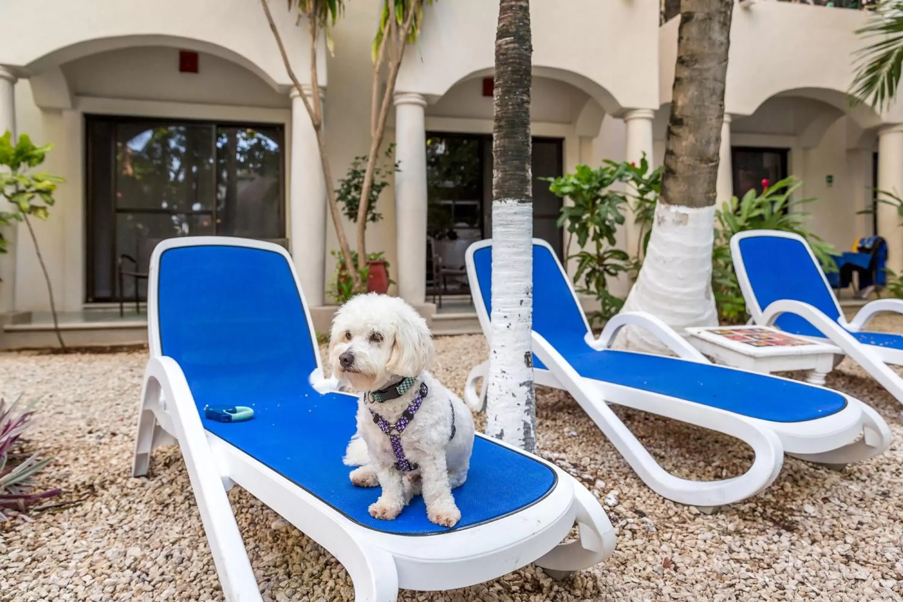 Pets in Hacienda Paradise Hotel by BFH