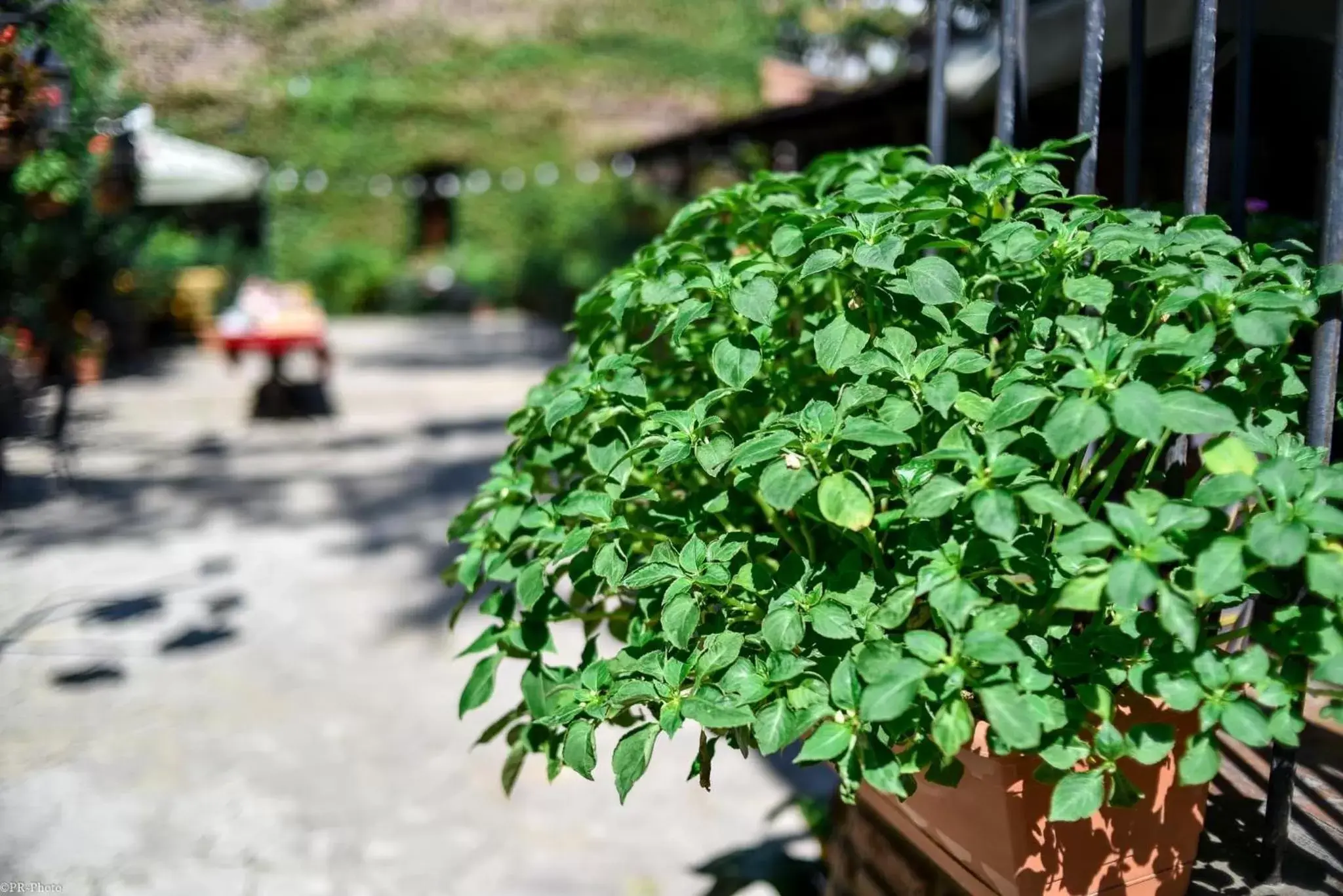 Garden in Tiflis Hotel