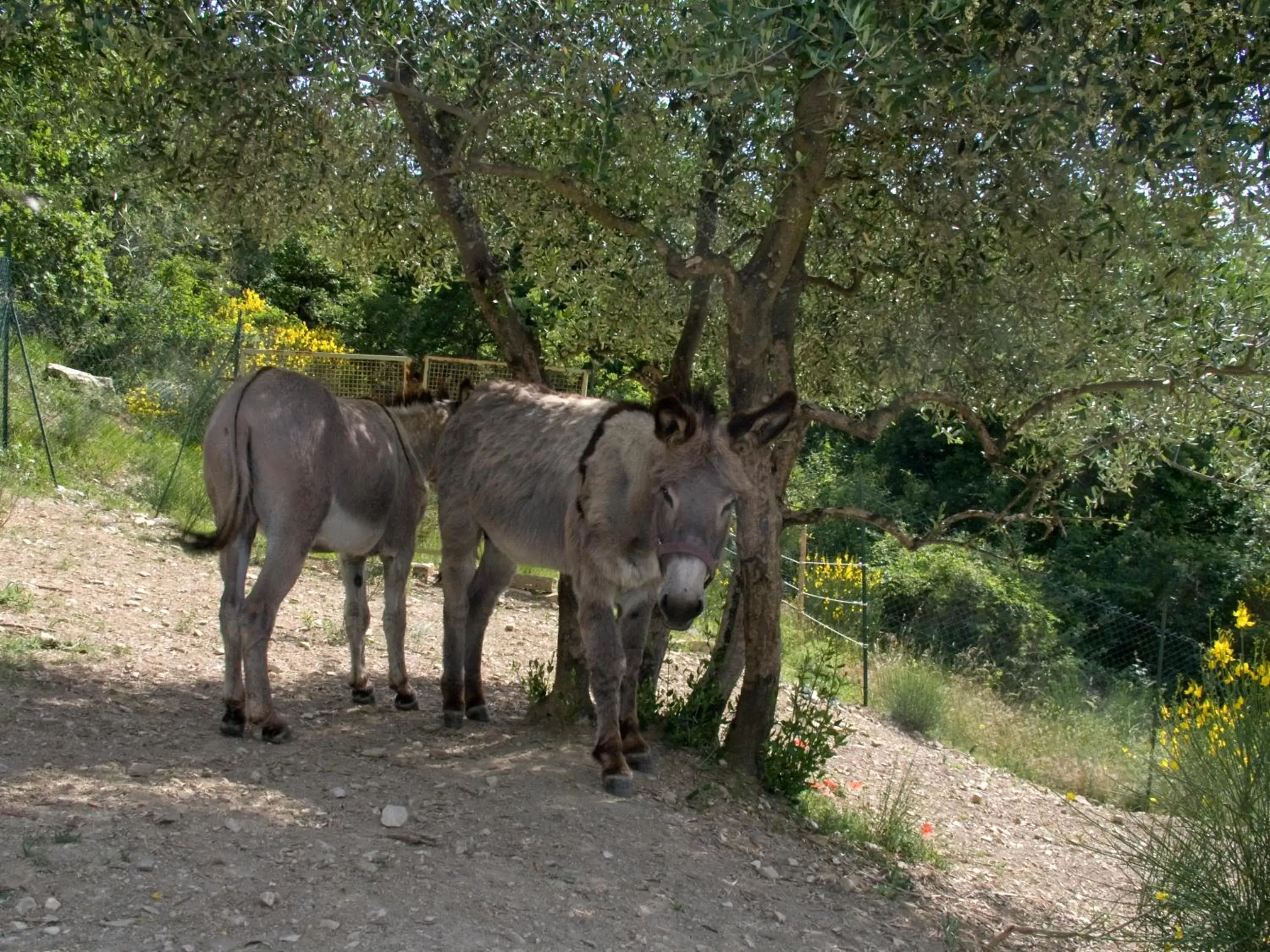 Horse-riding, Other Animals in Casignano