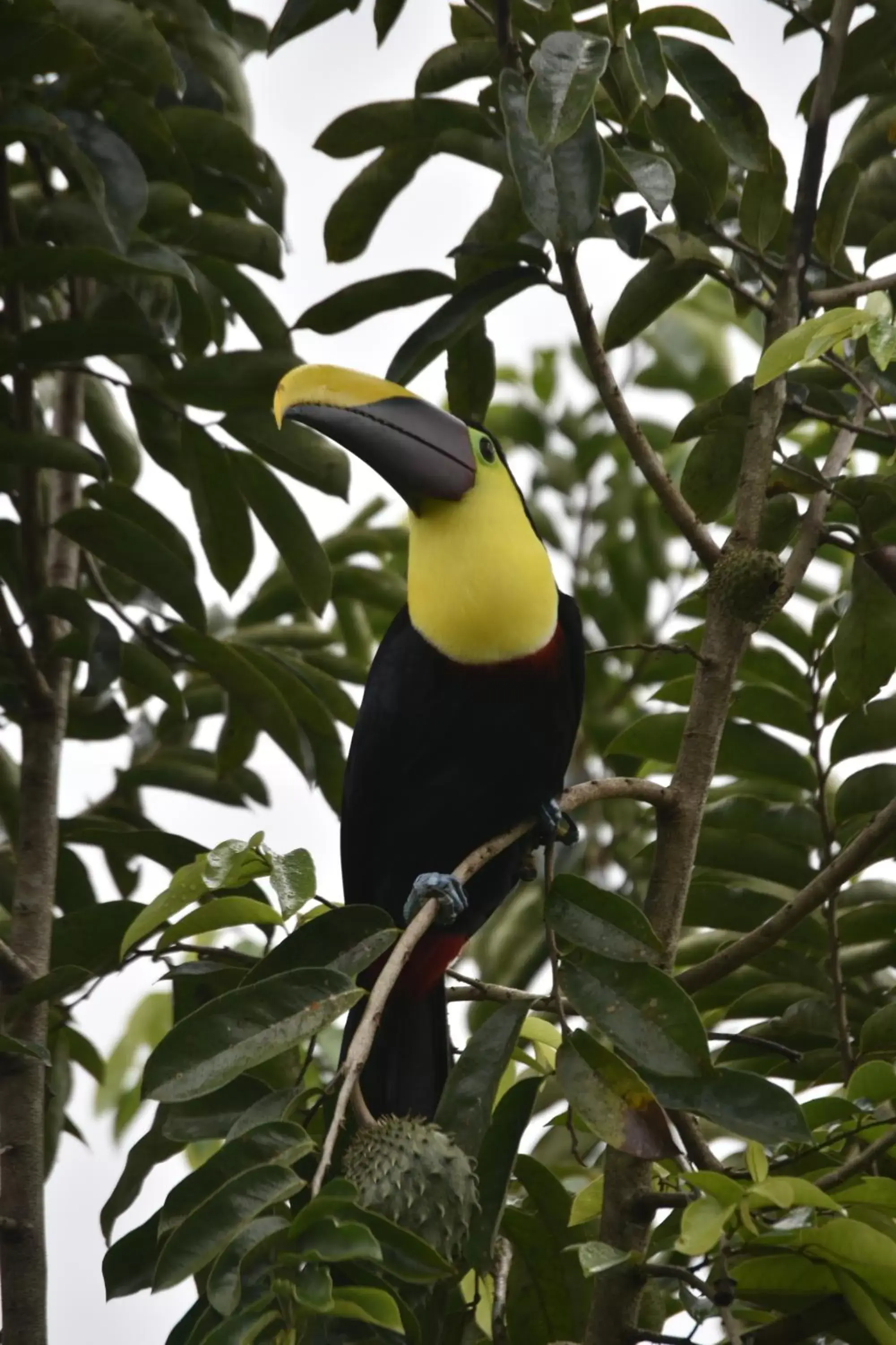 Activities, Other Animals in Arenal Descanso