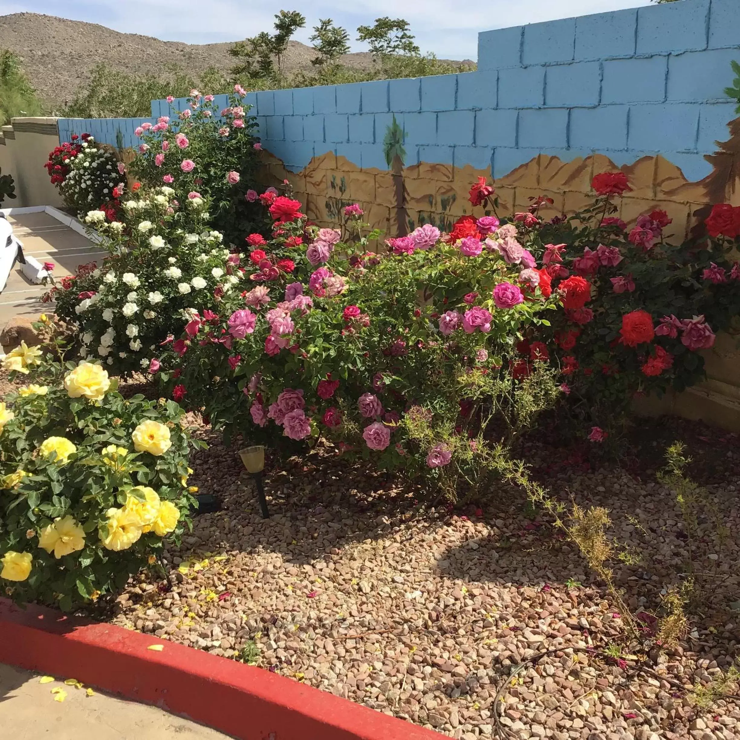 Garden view in Americas Best Value Inn and Suites -Yucca Valley Garden view in Americas Best Value Inn and Suites -Yucca Valley