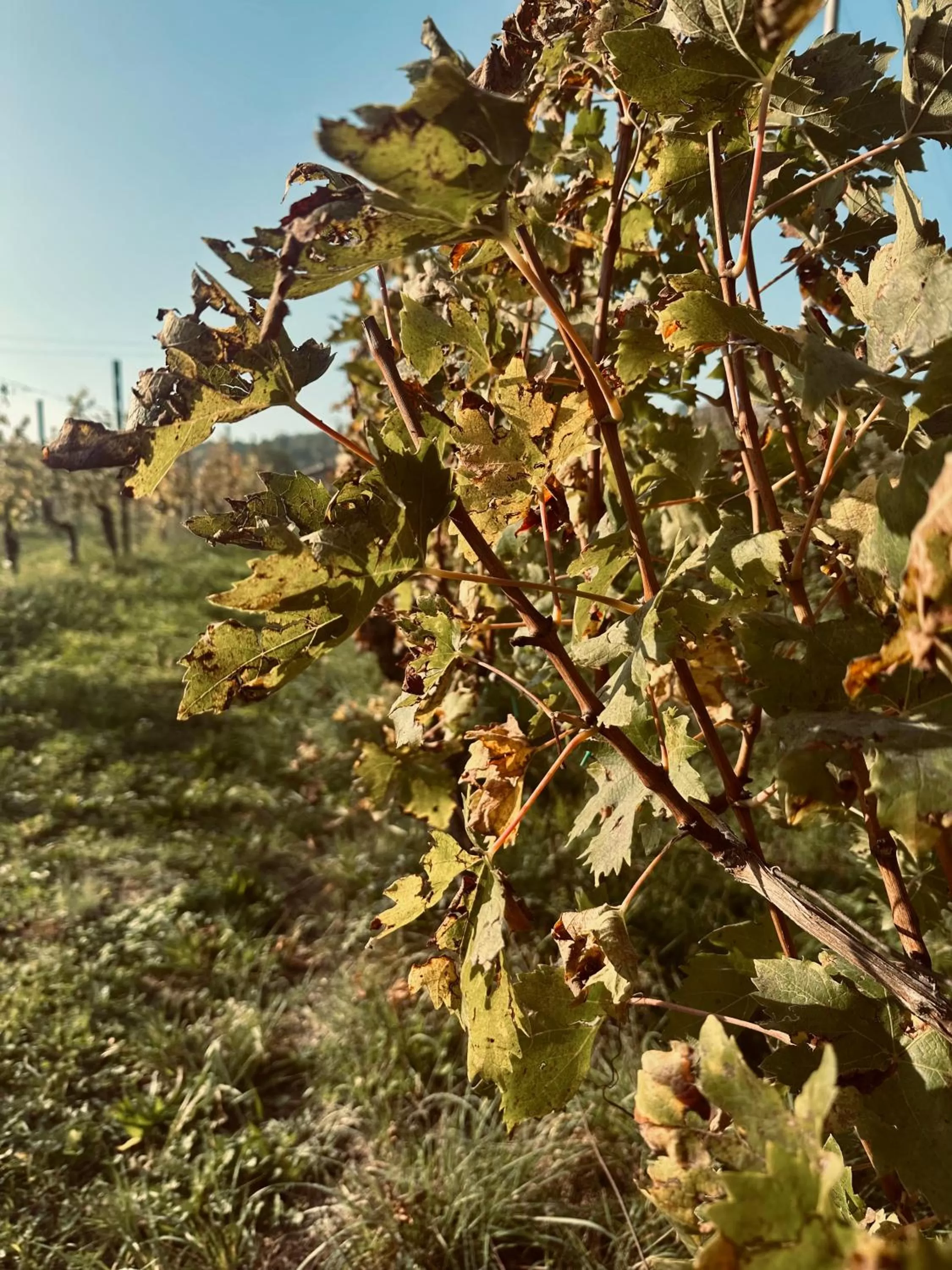 Other Animals in B&B Sovenigo