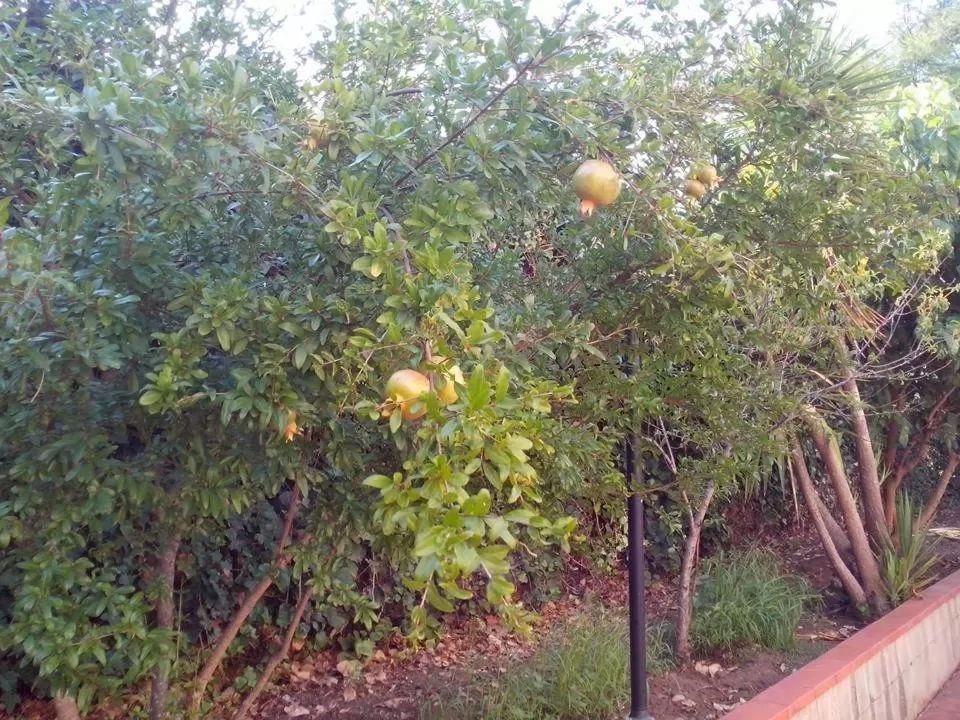 Garden in B&B Pian del Lago