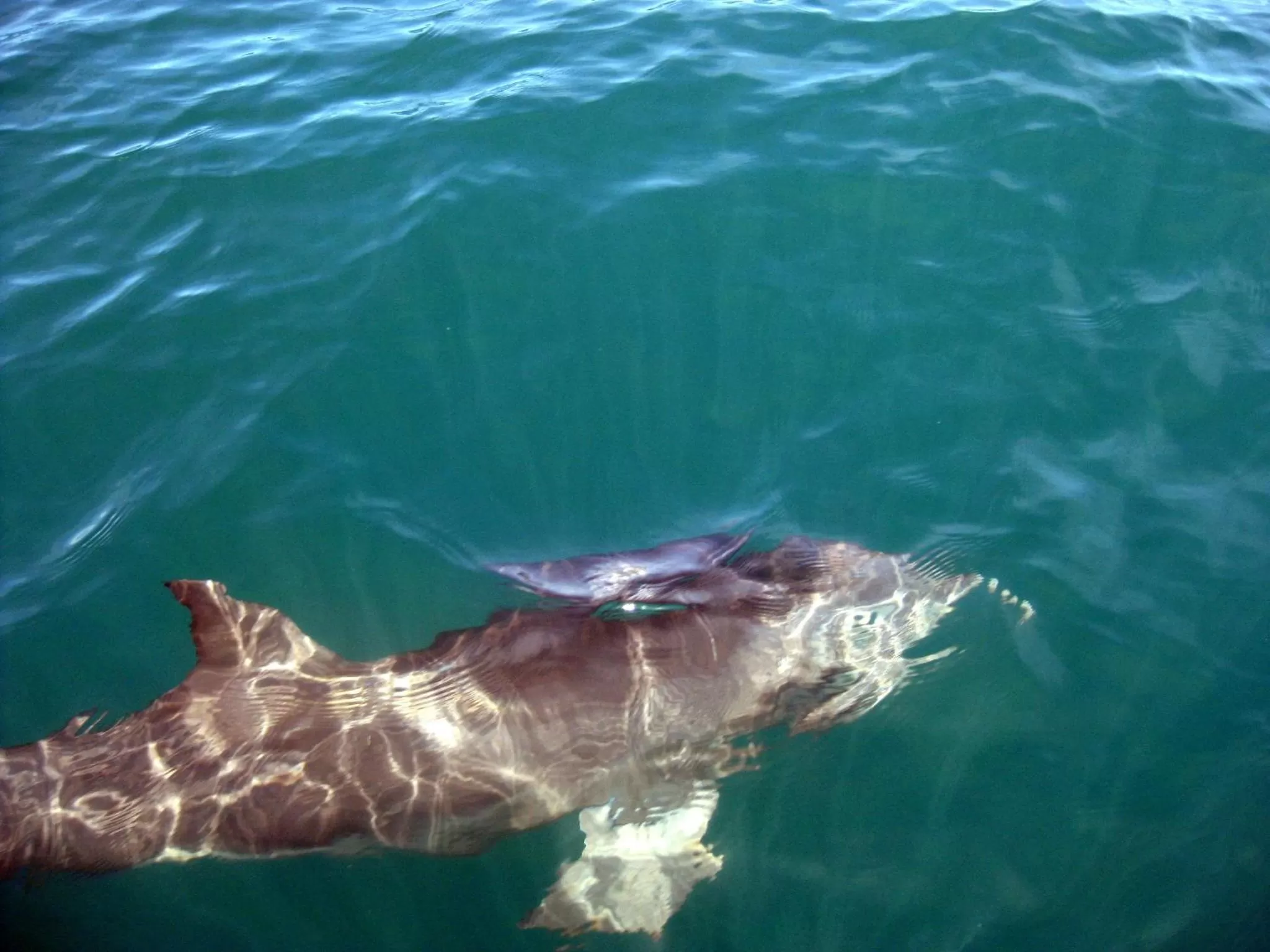 Diving in Hotel Panamonte