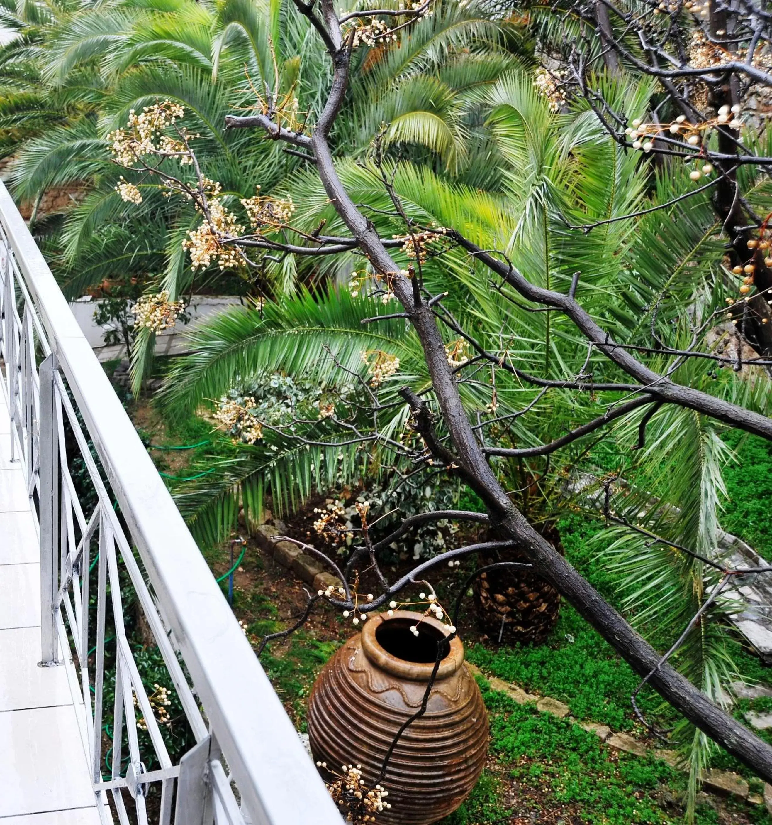 Garden, Balcony/Terrace in Parnassos Delphi Hotel