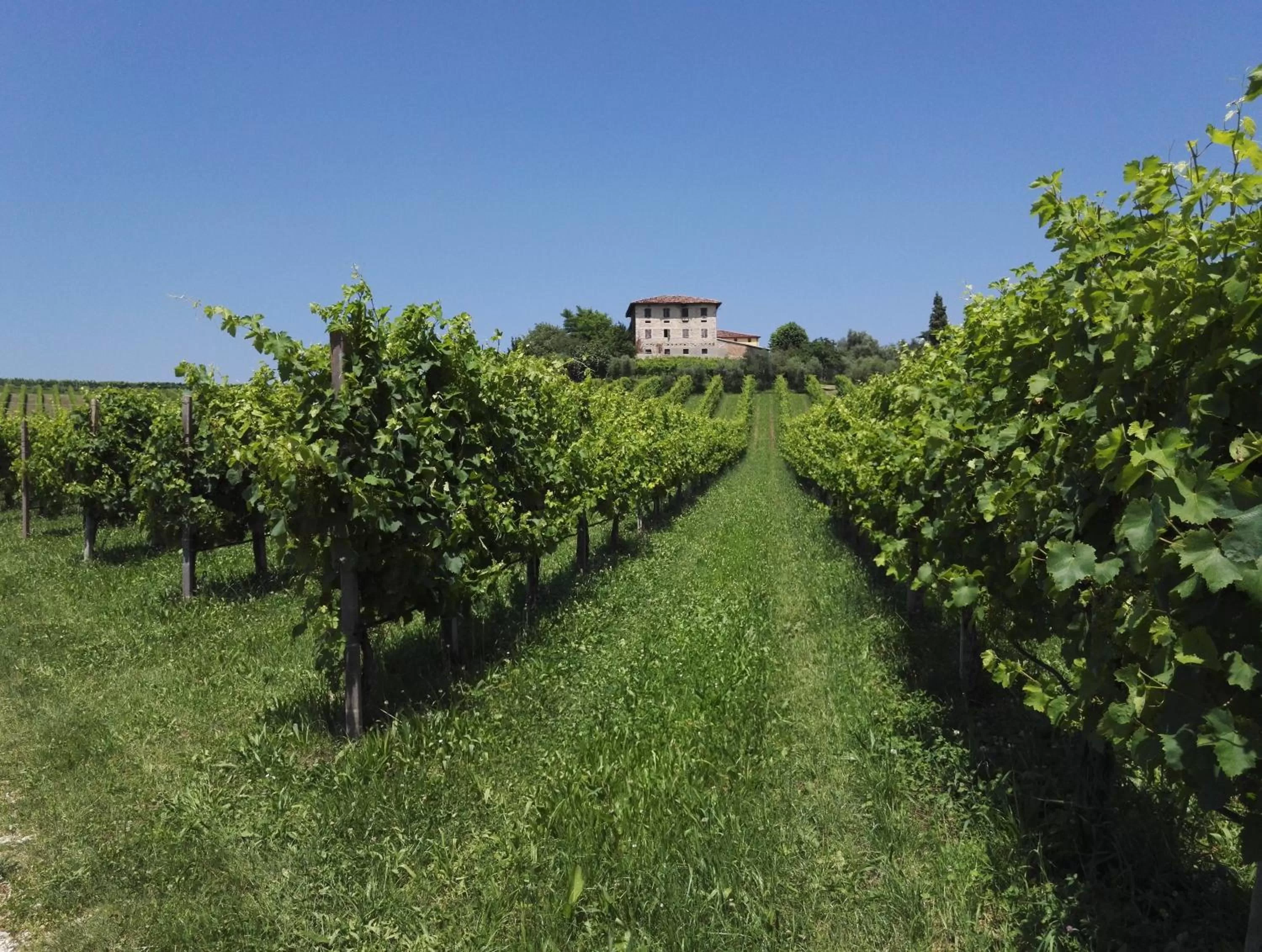 Street view in Il giuggiolo