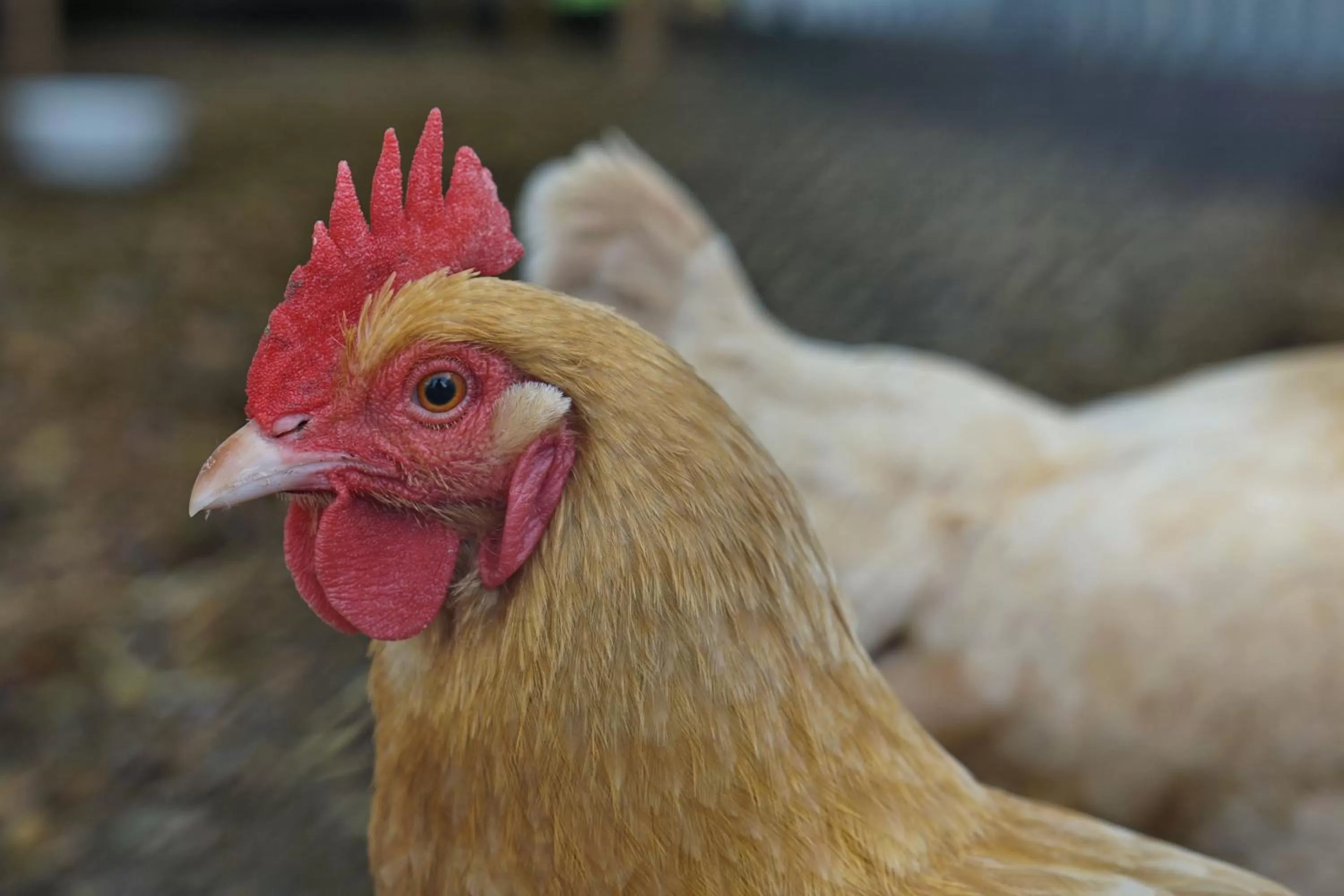 Other Animals in Live Oak B&B