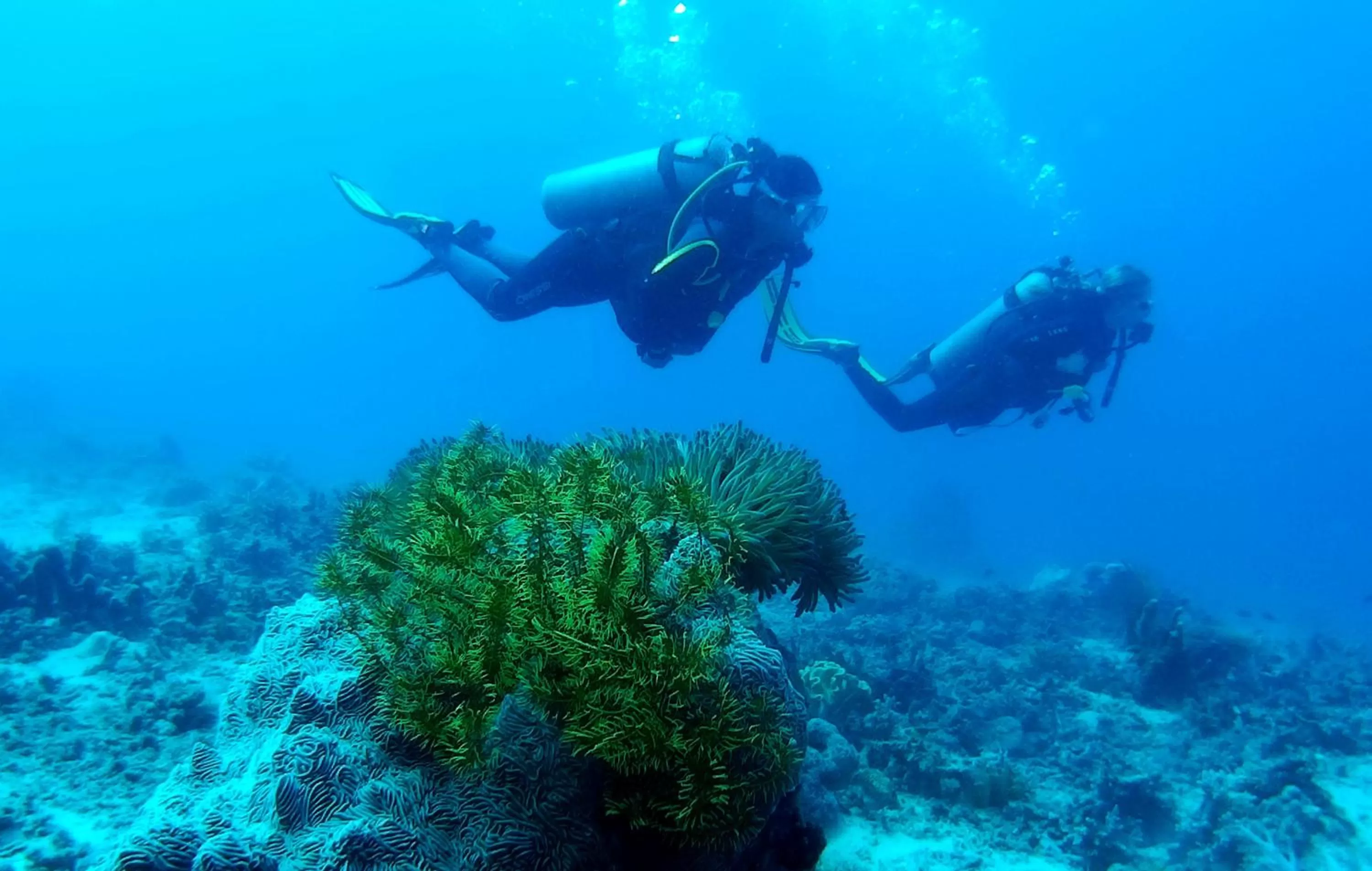 Diving in Paseo Del Mar Seaside Inn