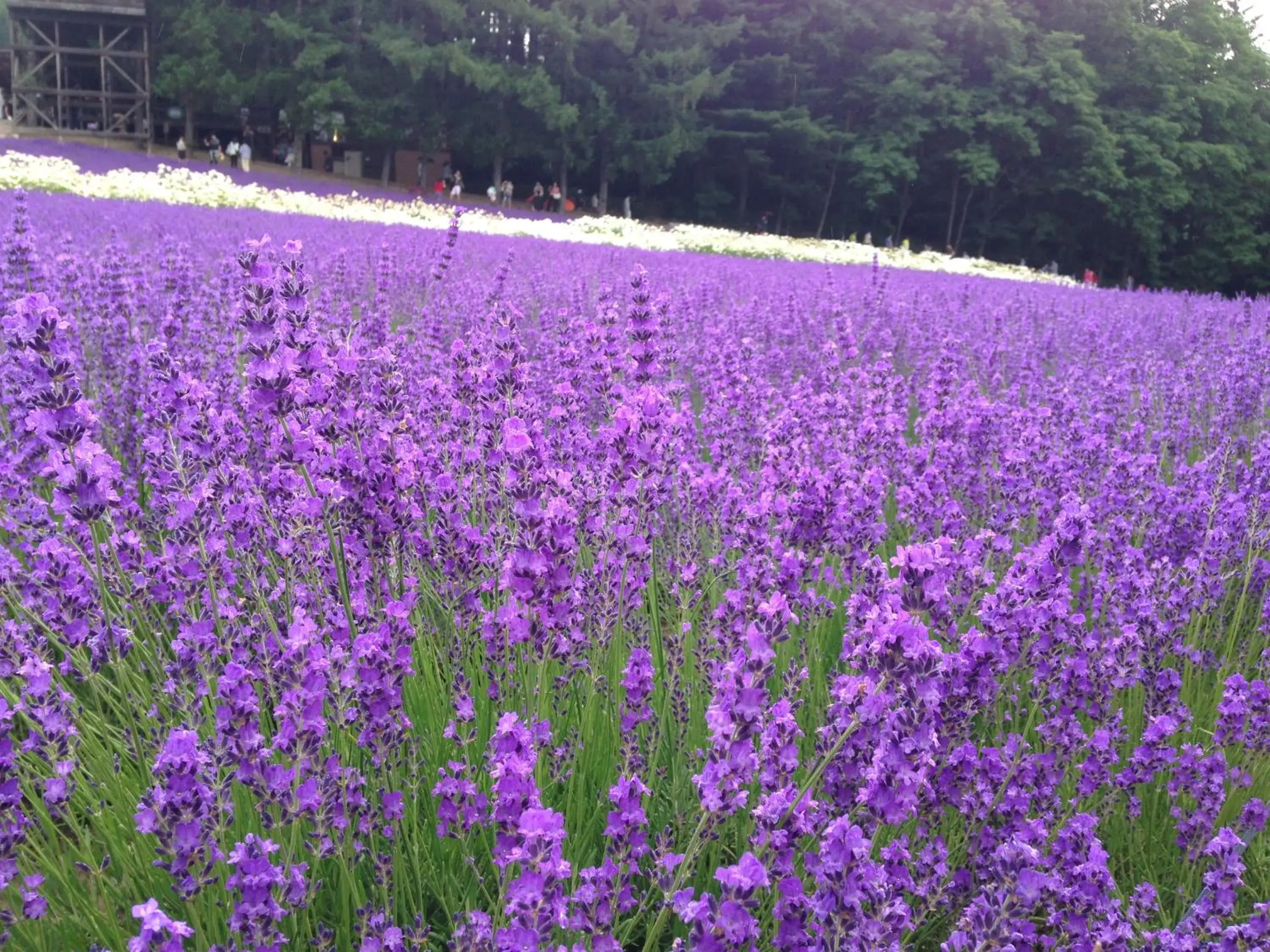 Summer, Bird's-eye View in Brick House Furano