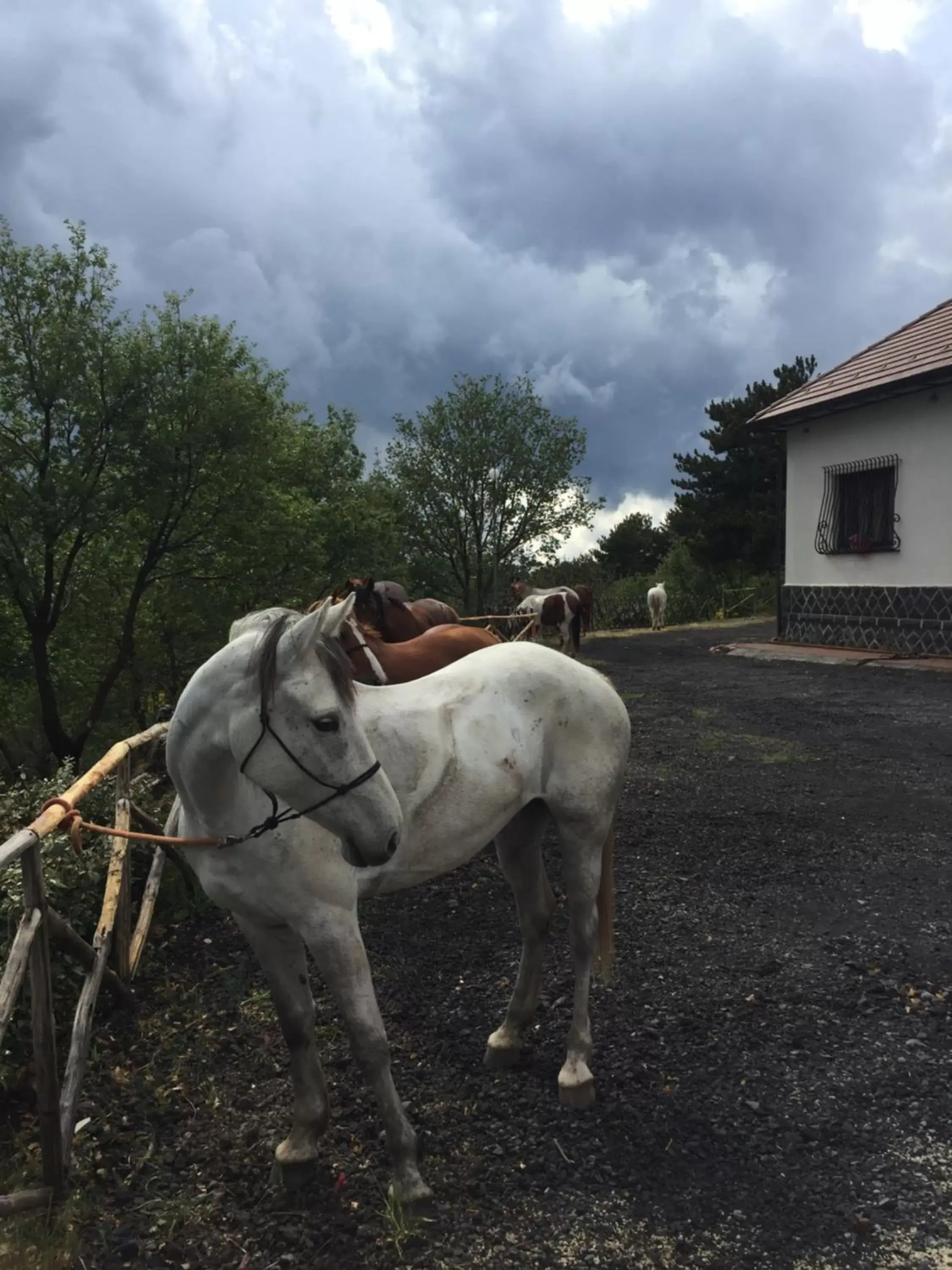 Animals, Horseback Riding in Hotel Villa Dorata