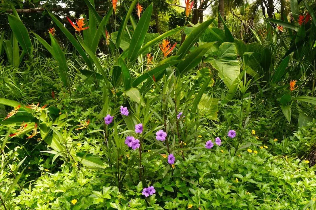 Garden in Junto al Rio Bungalows & Suites