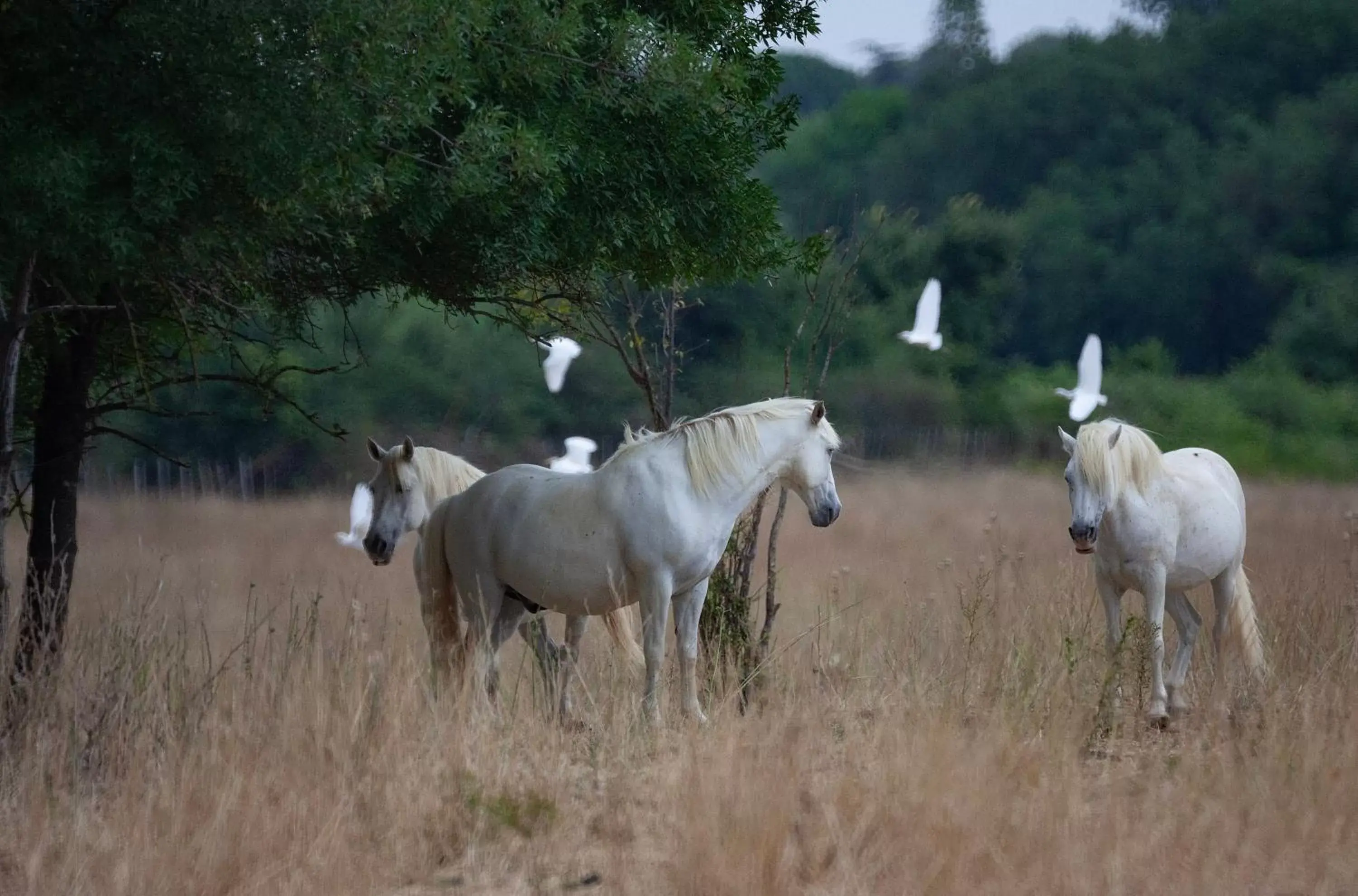 Animals, Other Animals in Domaine de Biar