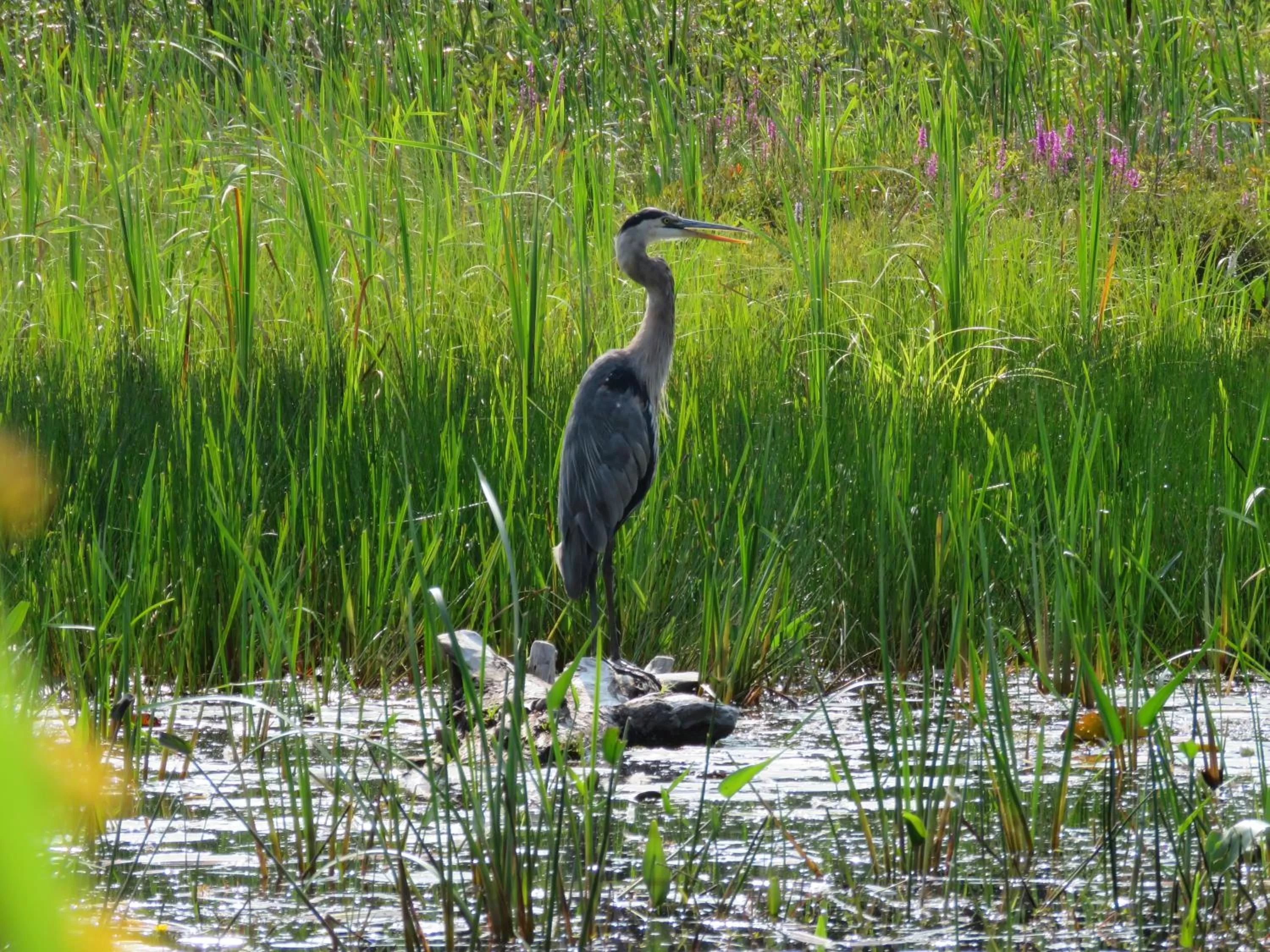 Other Animals in Ampersand Bay Resort