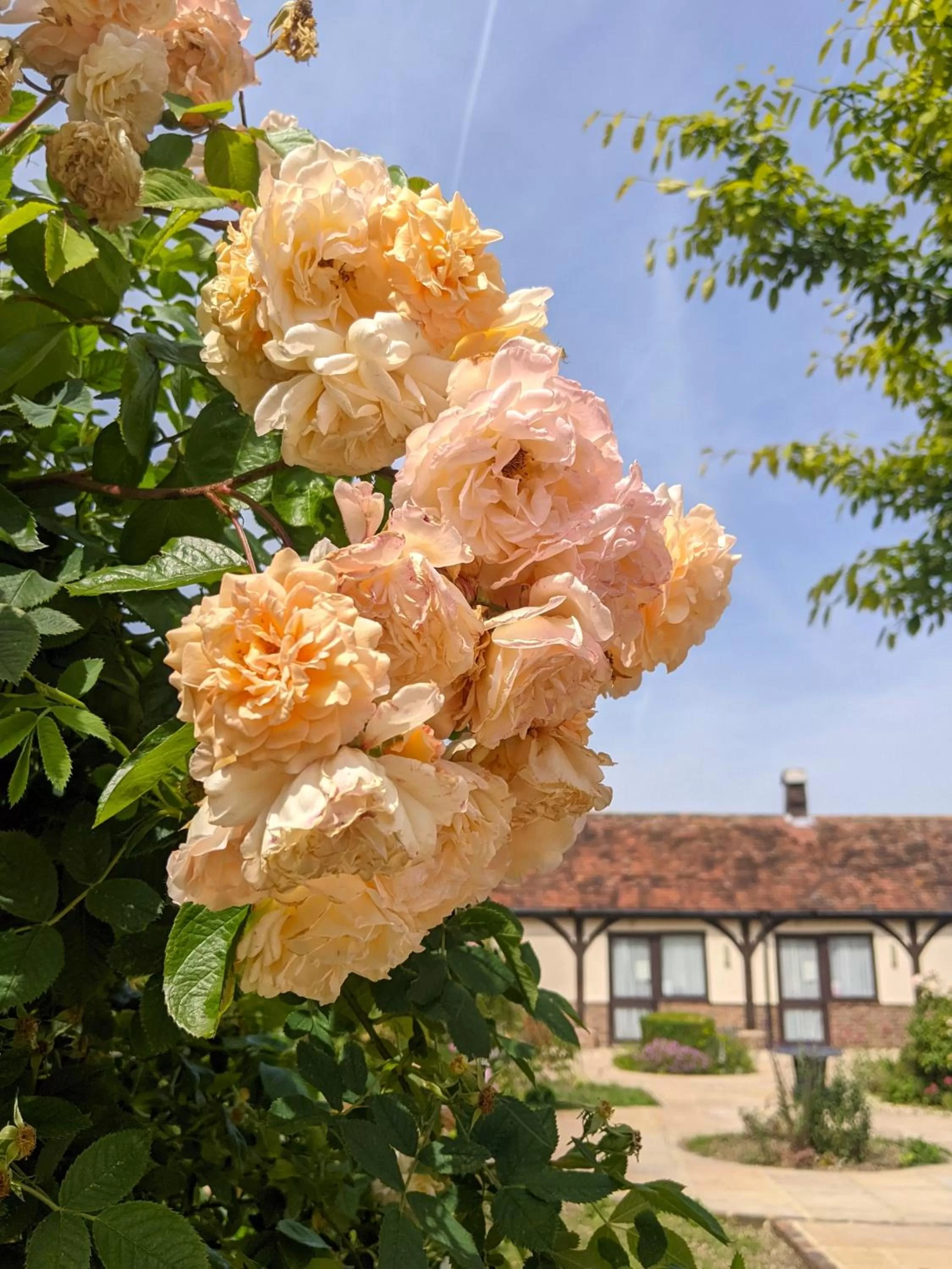 Garden in Kingfisher Barn