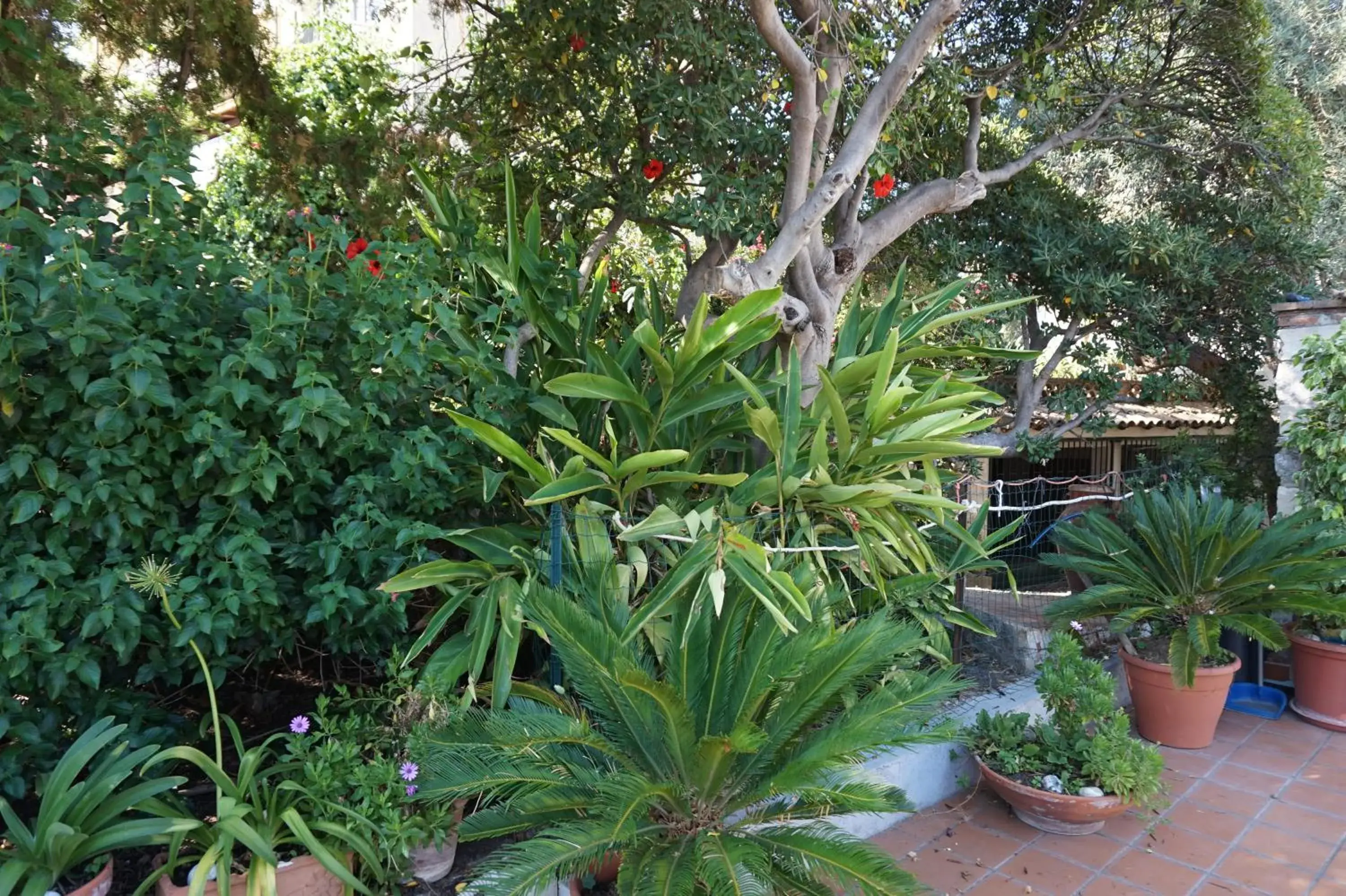 Garden in Taormina Garden Hotel