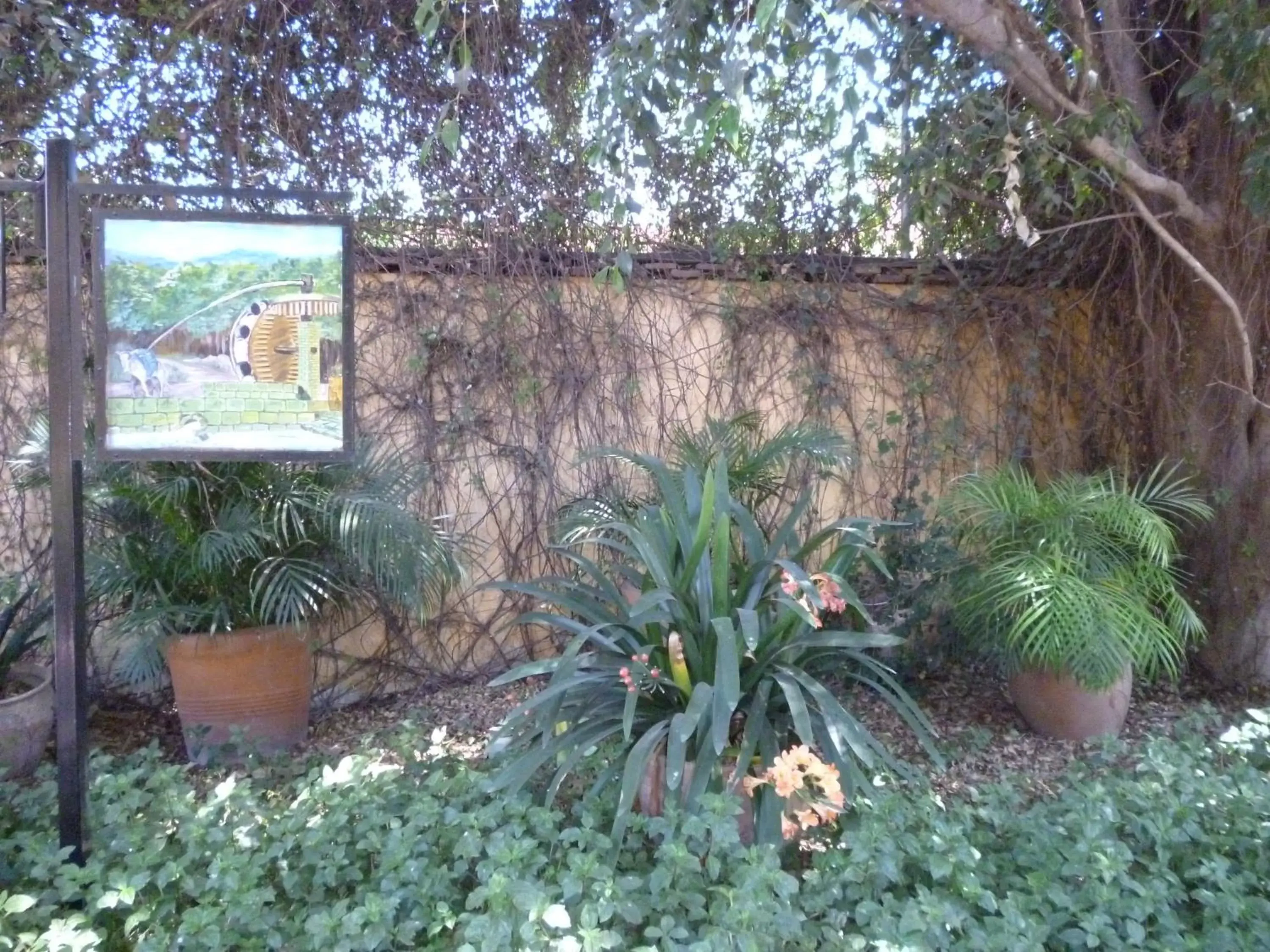 Garden in Hotel Hacienda