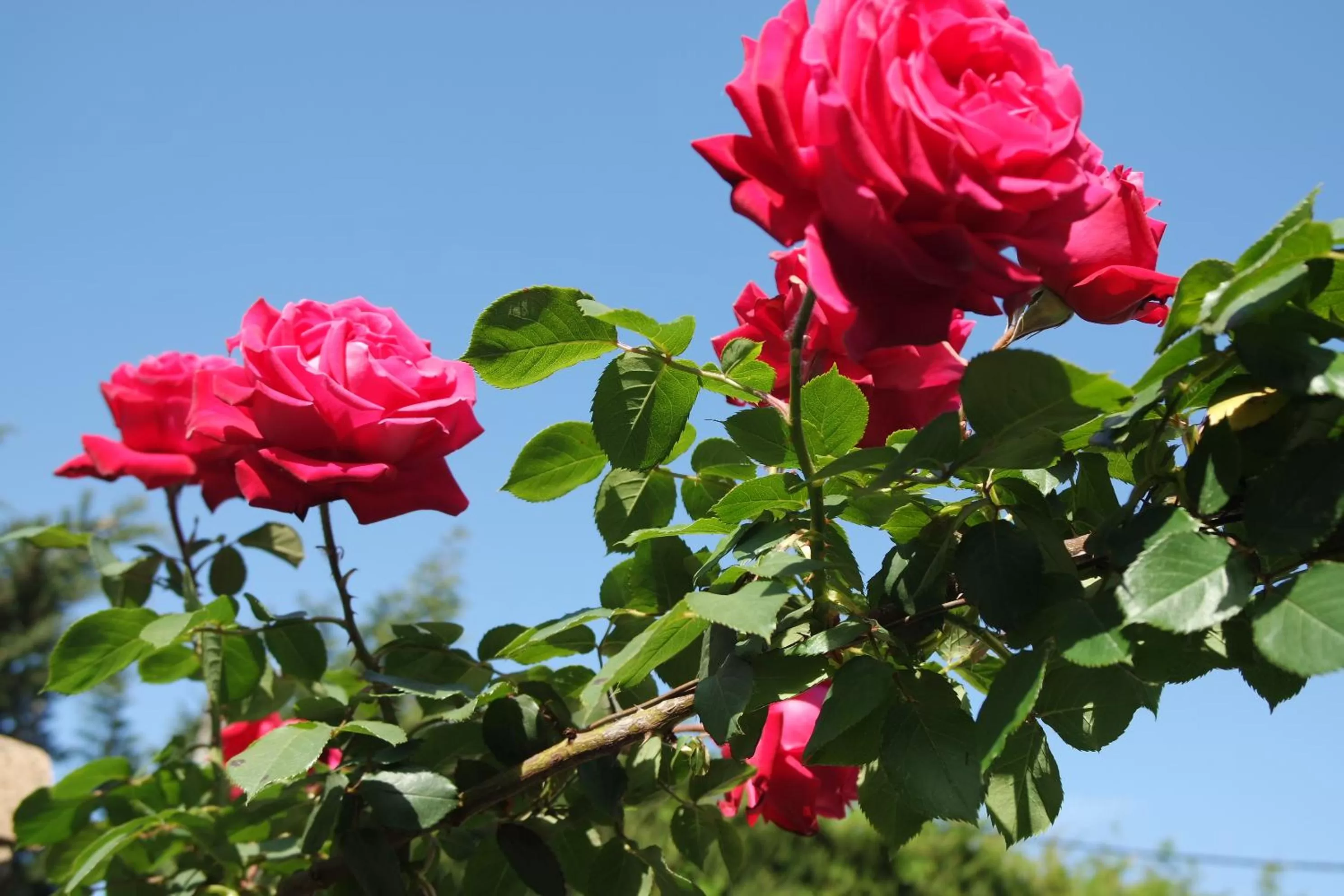 Mas Grimaud - Gîte- Studio et chambres d'hôtes familiales