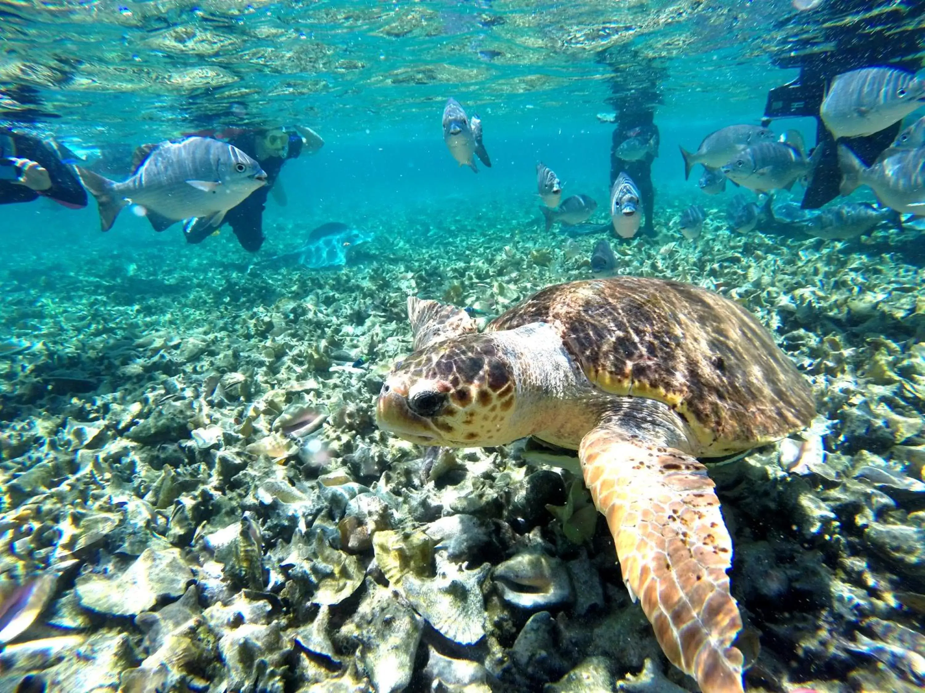 Animals, Snorkeling/Diving in Ocean Tide Beach Resort