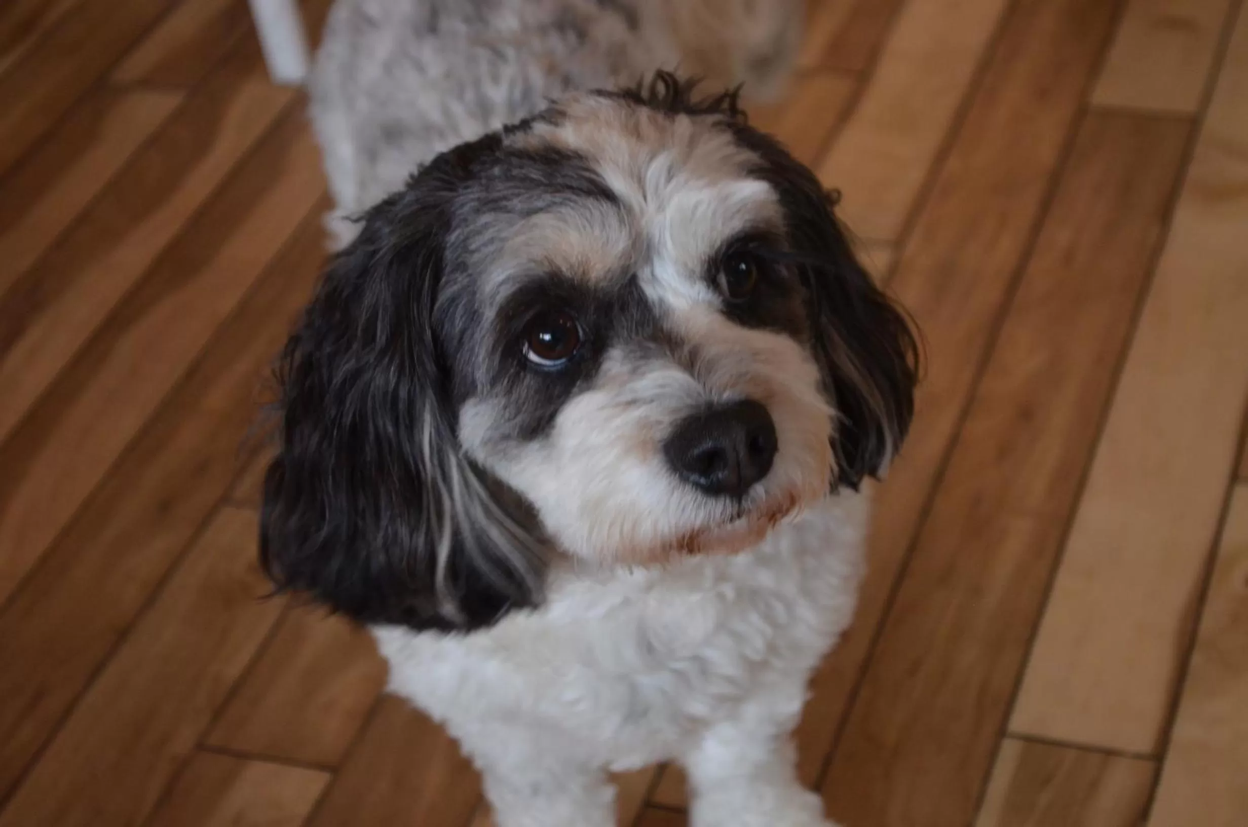 Pets in The Beach House