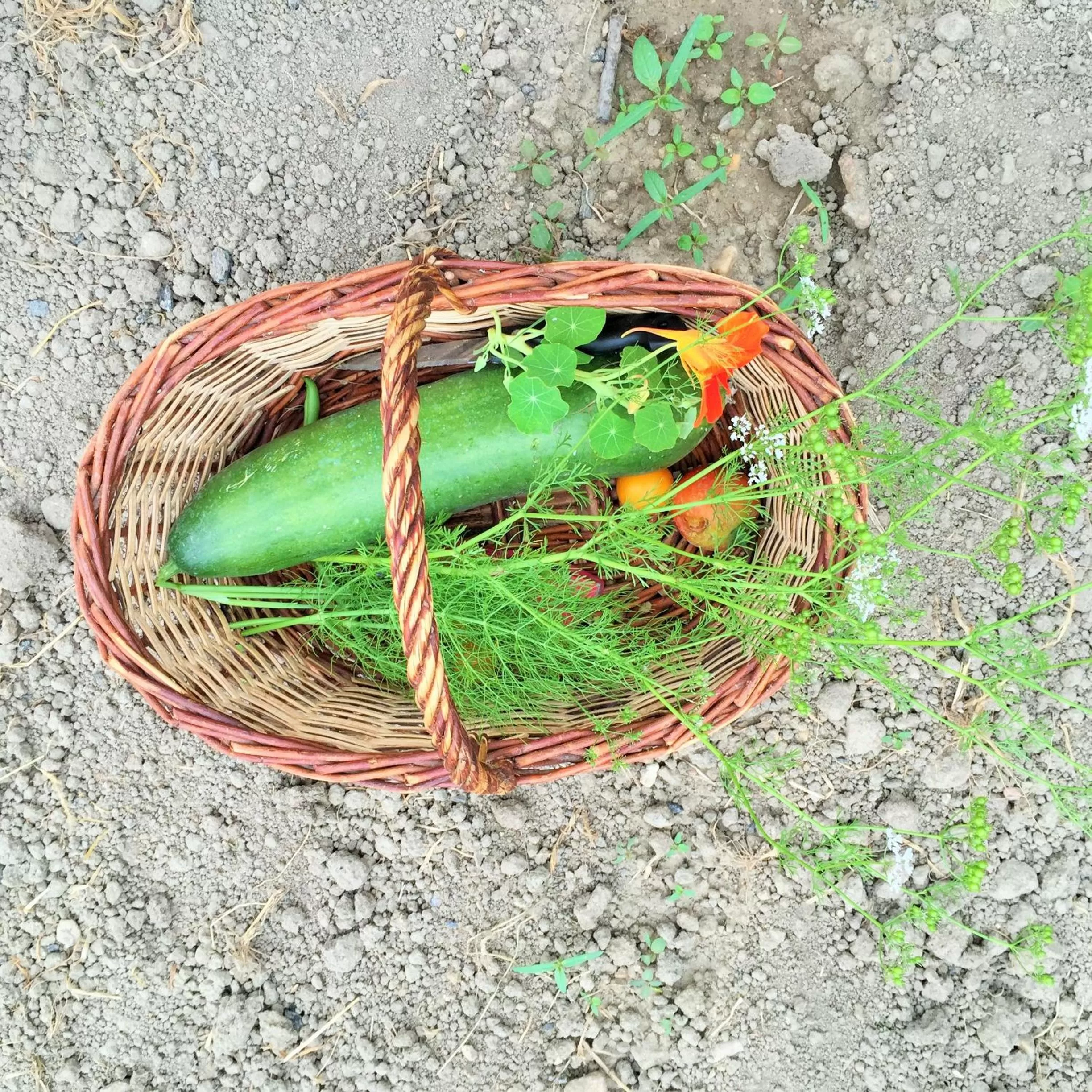 Garden in Manoir de la Rémonière