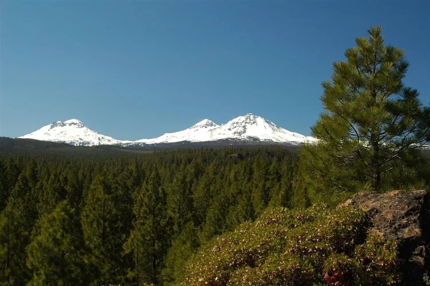 Natural Landscape in Best Western Ponderosa Lodge