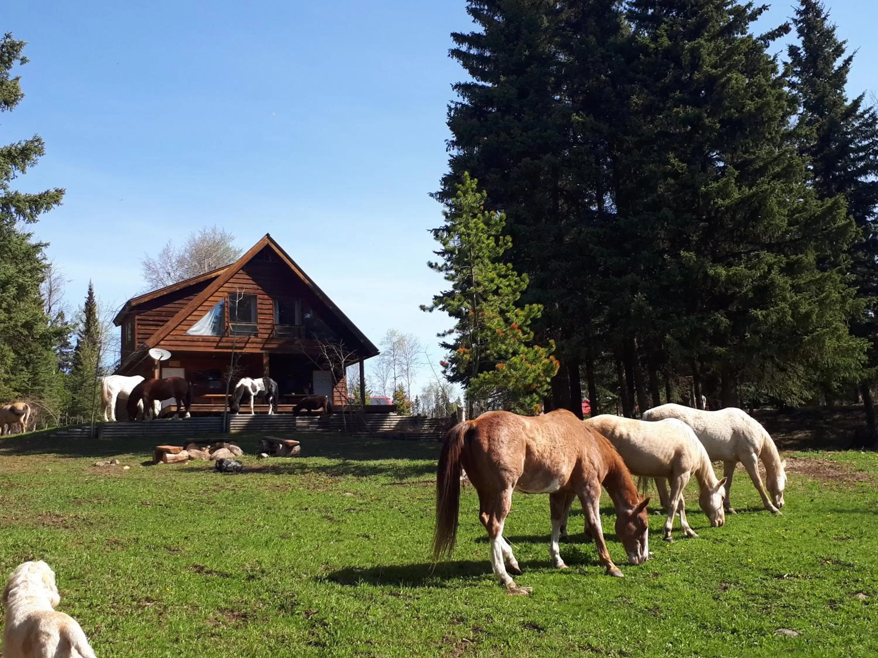 Property building, Other Animals in Wettstone Guest Ranch