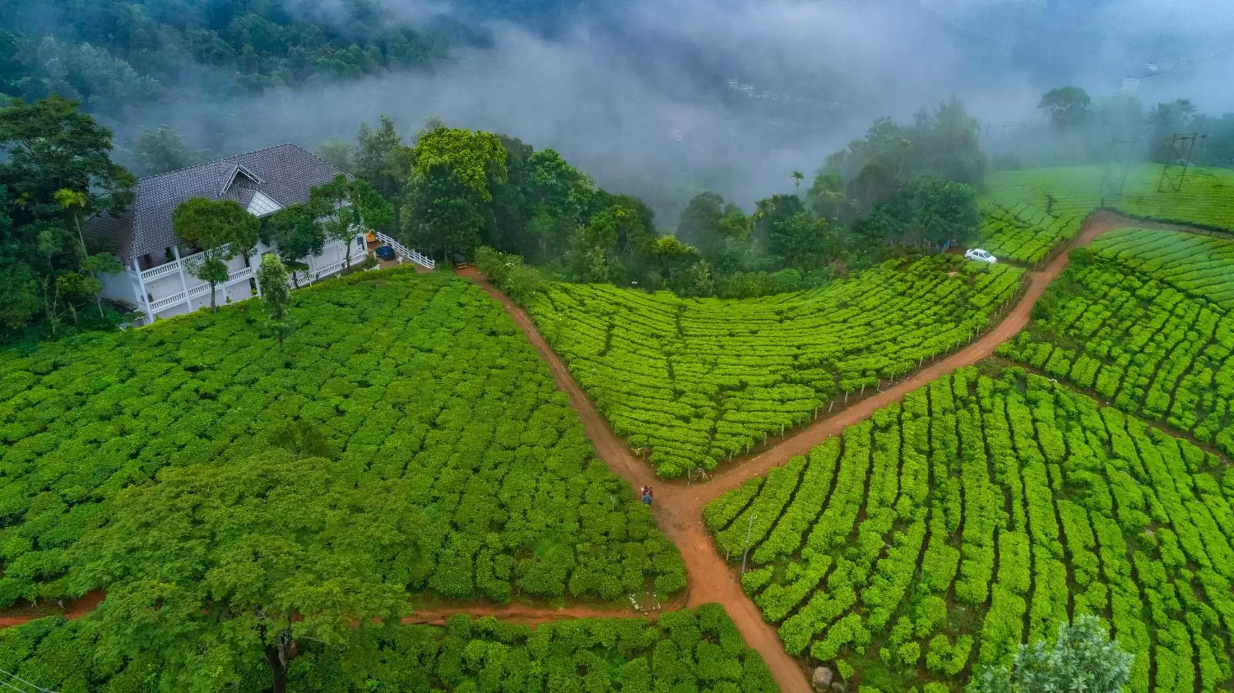 Natural landscape in Tea Harvester