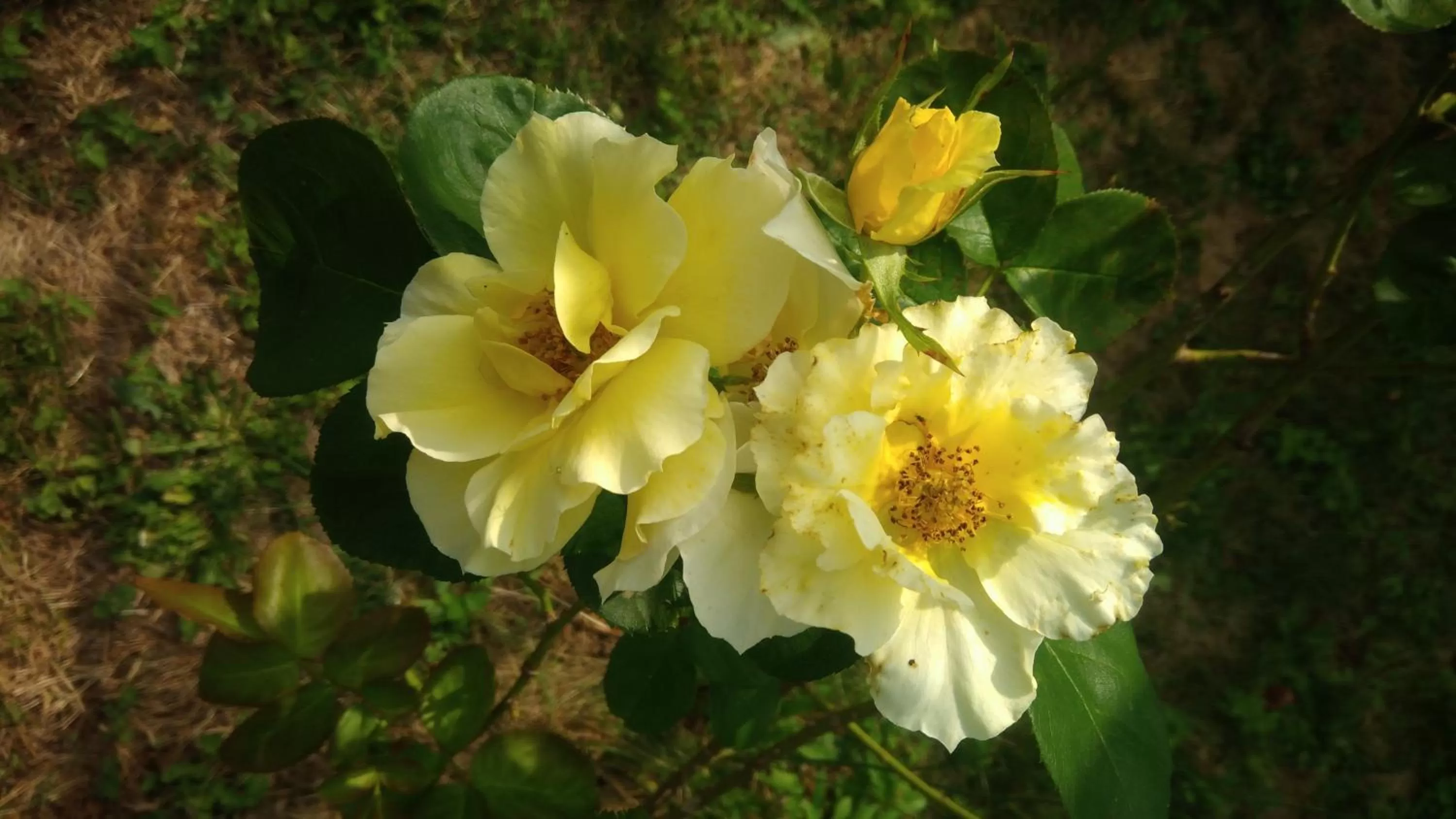 Garden in Montplaisir