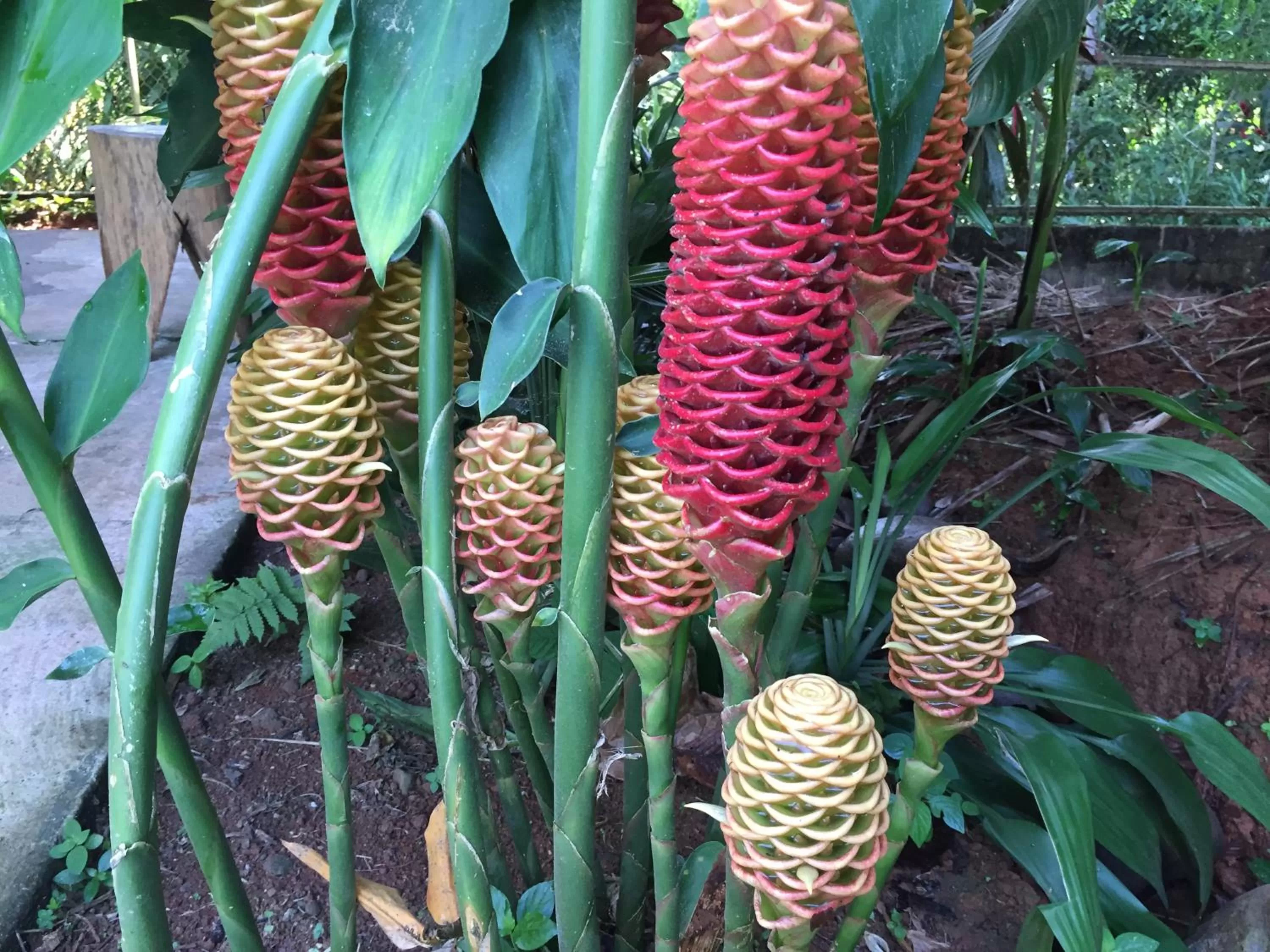 Garden in Iguanitas Lodge