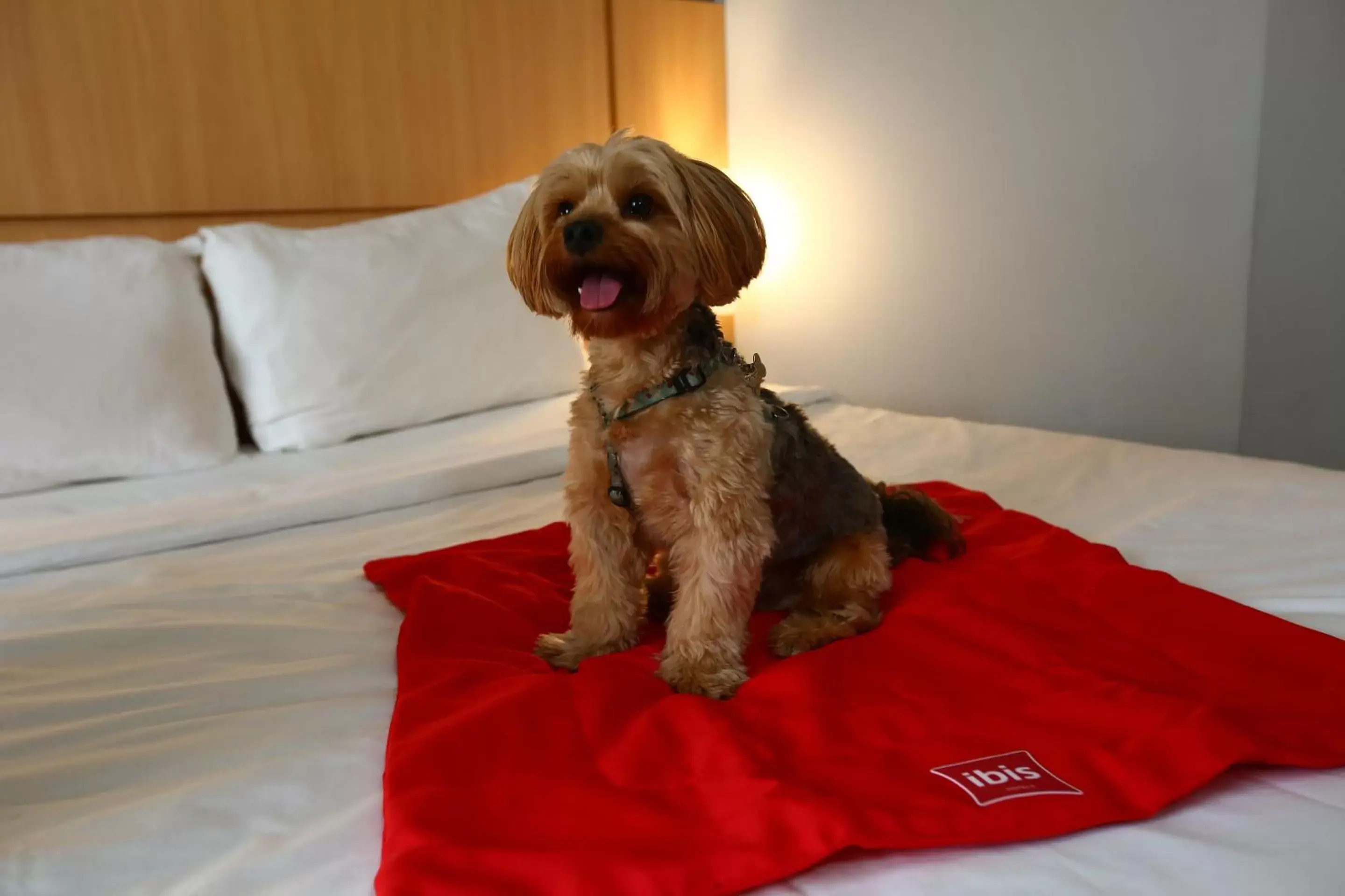 Pets in ibis Rio de Janeiro Santos Dumont