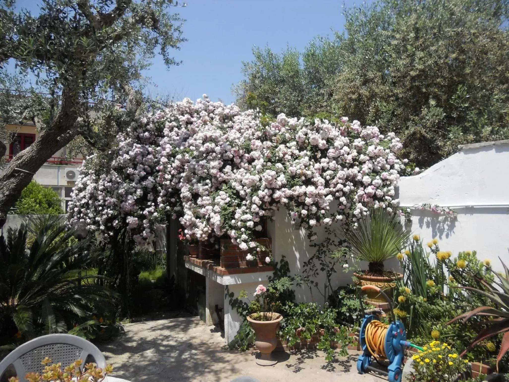 Garden in B&B La Rosa Antica