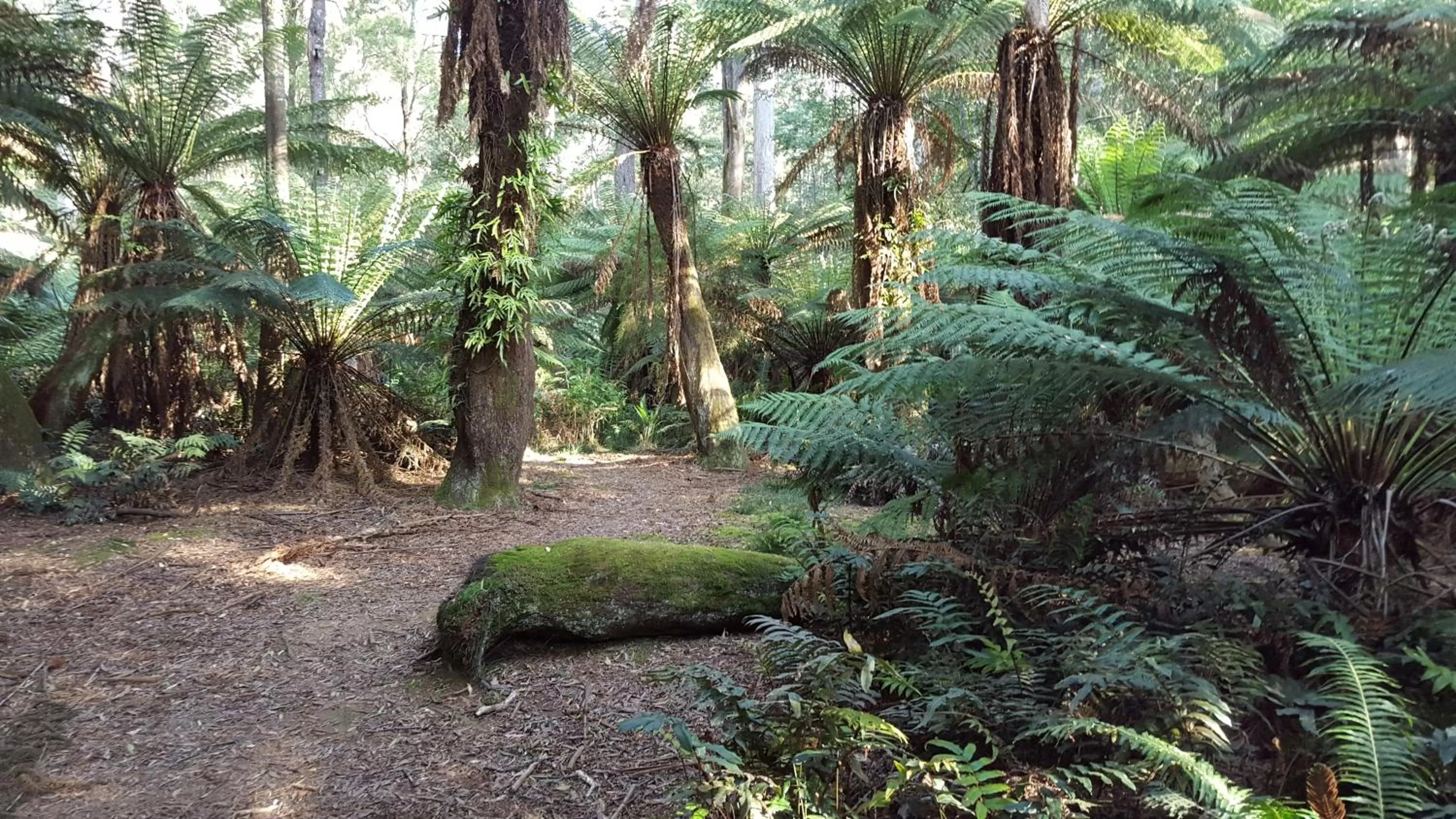 Natural landscape in Rustic Hut Bush Retreat
