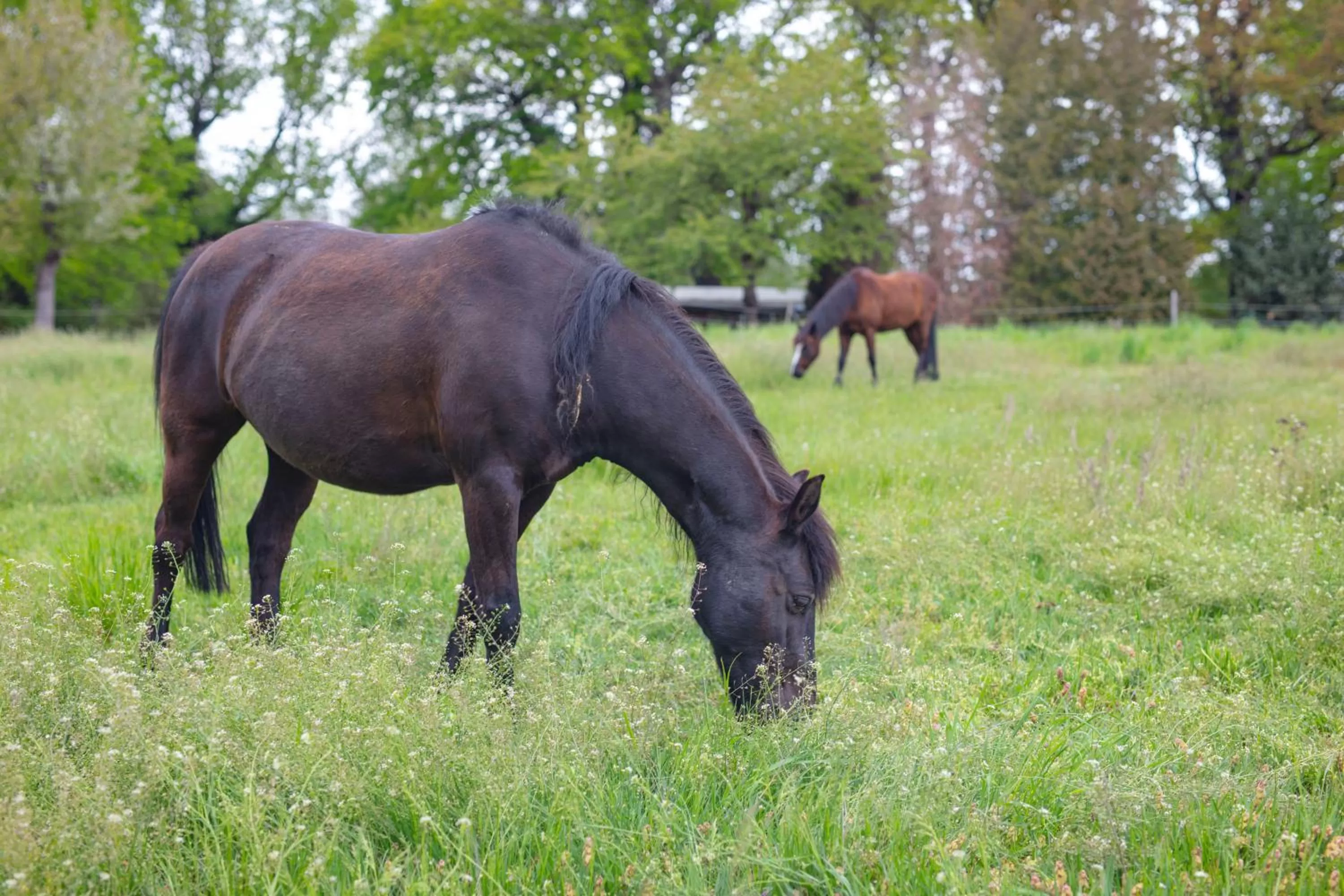 Horse-riding in SL'otel im Parforcehaus