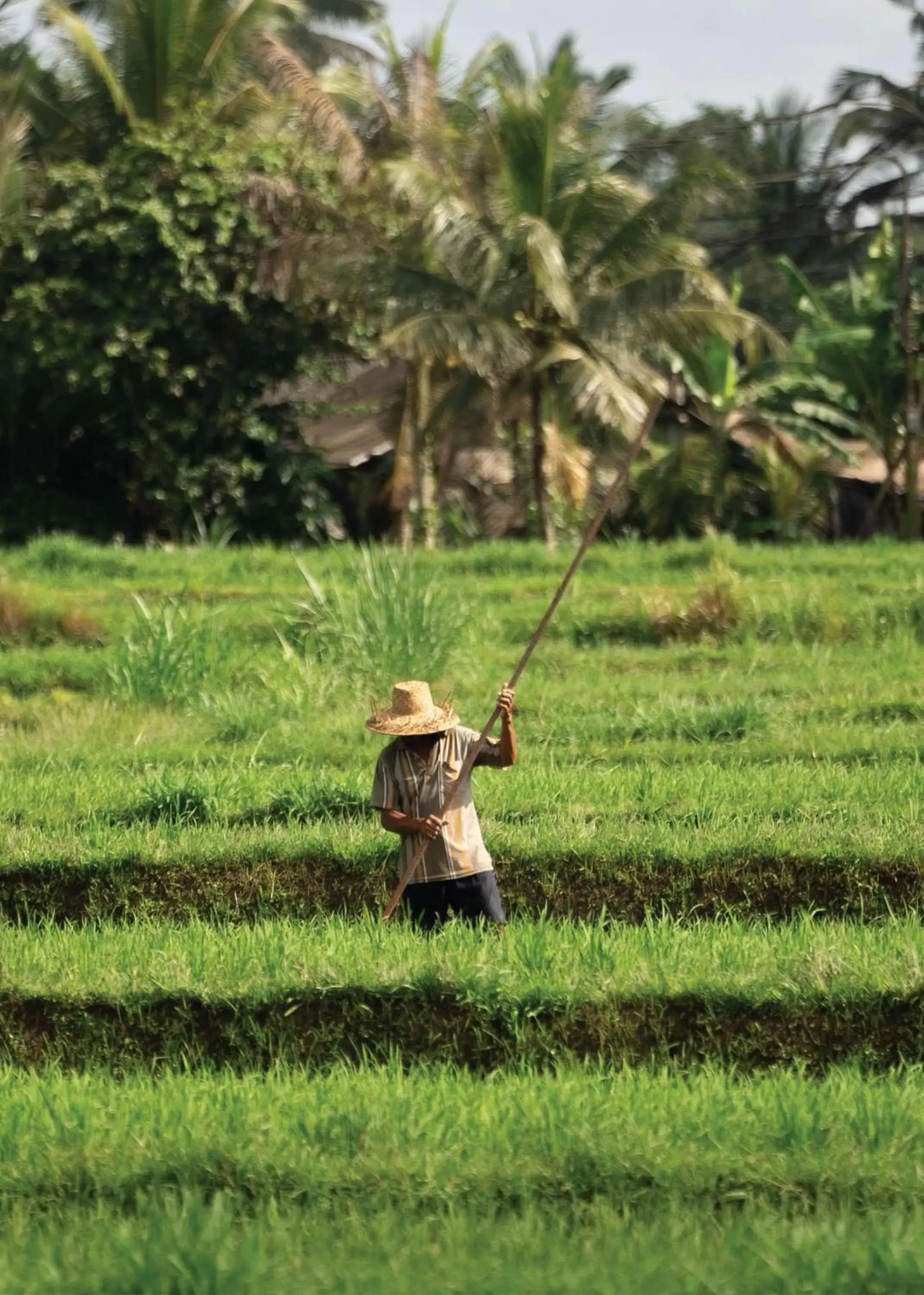 Location in Alila Ubud