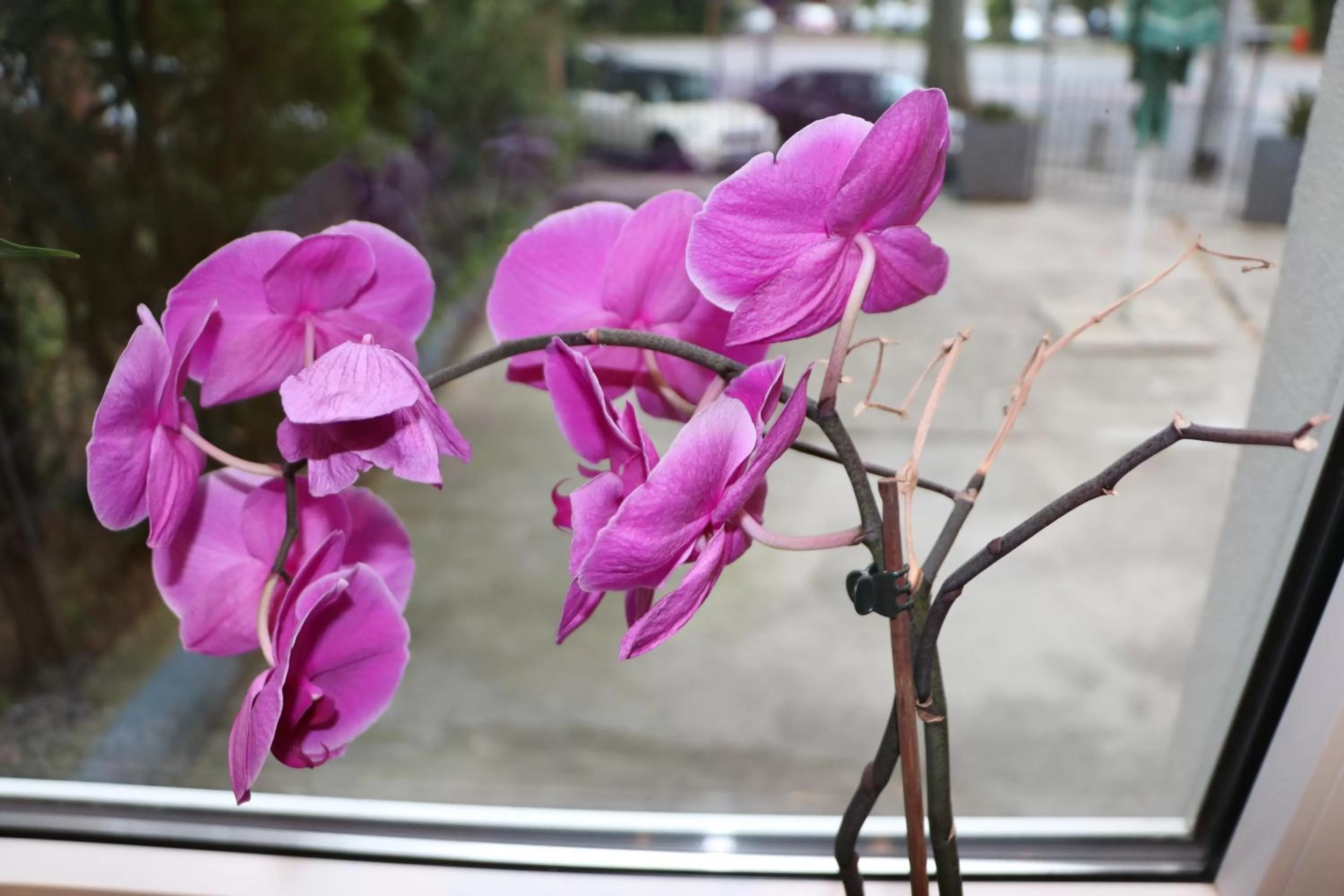 Garden view in Hotel Regina