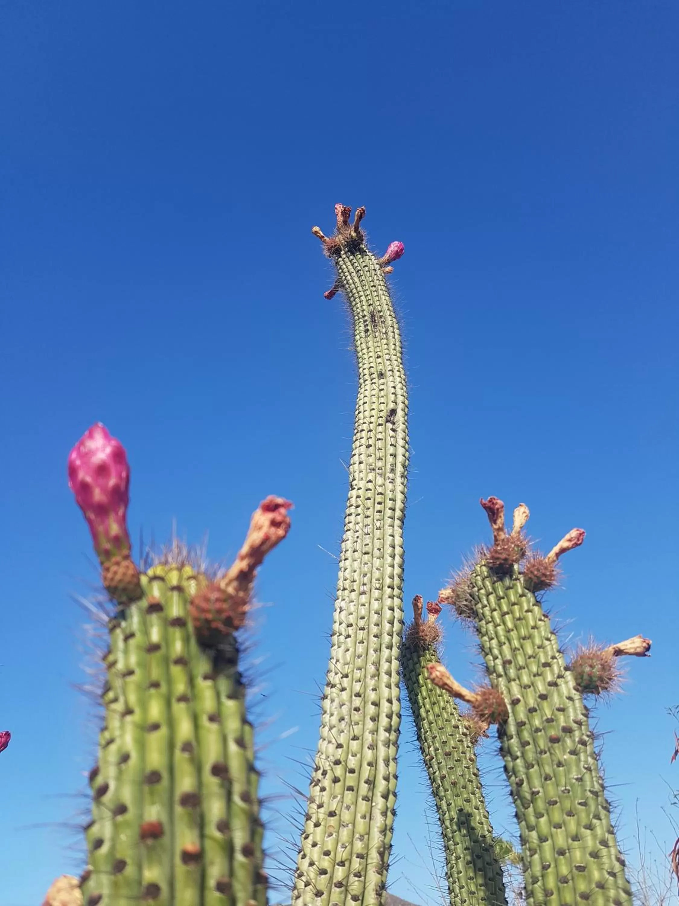 Garden view in Los Milagros Hotel