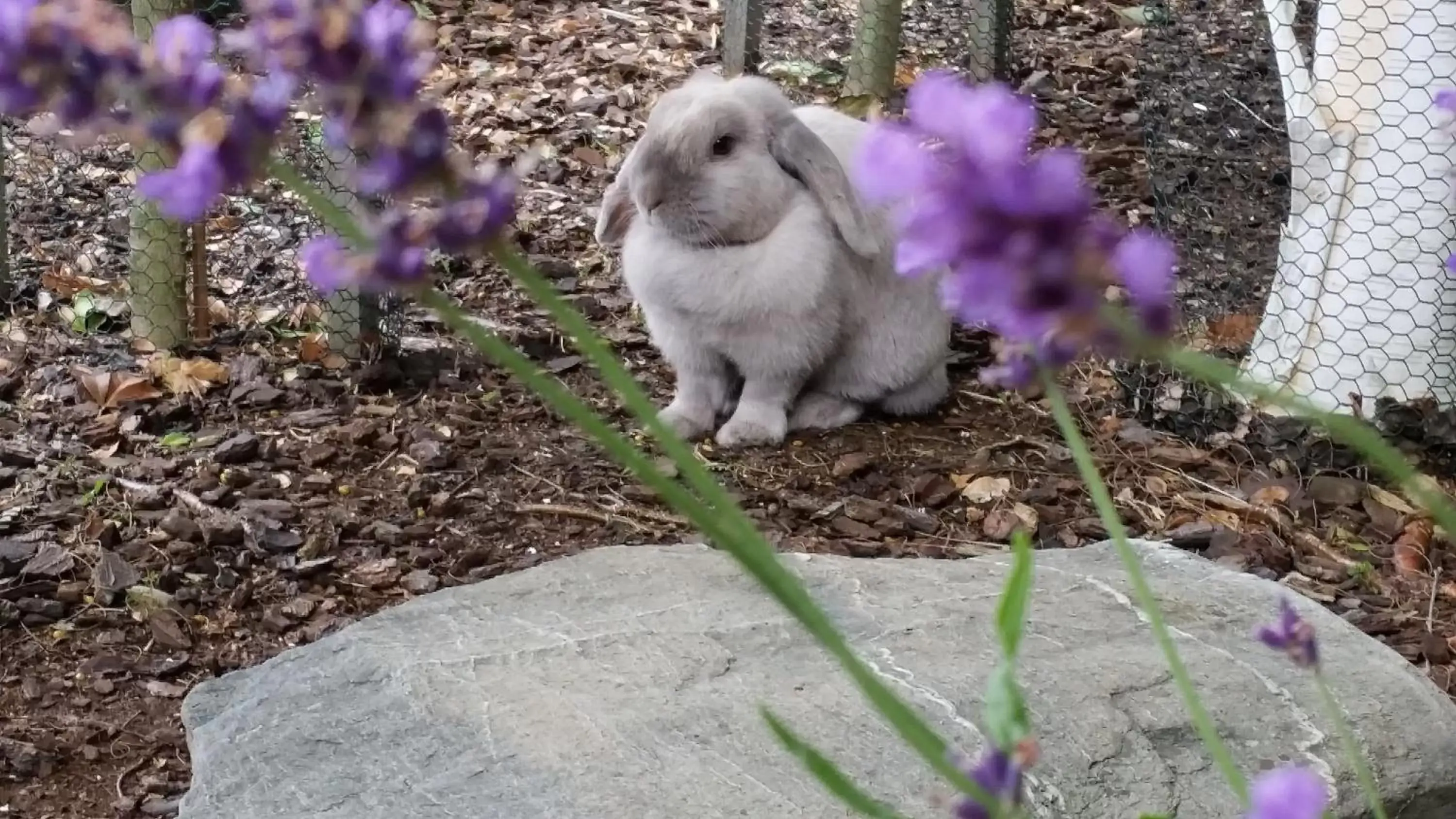 Pets in Bluestone On George