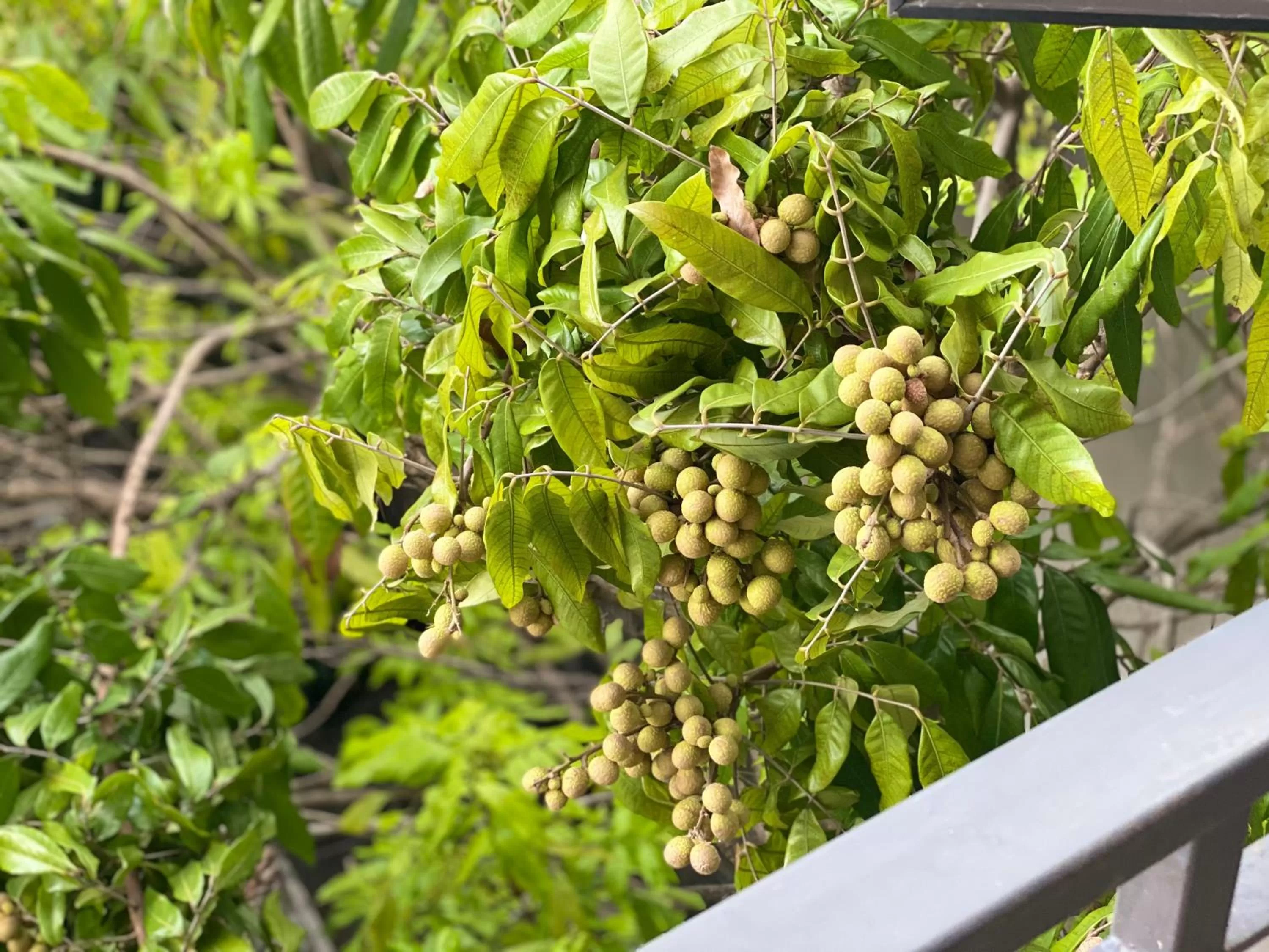 Garden in O Zoli Home