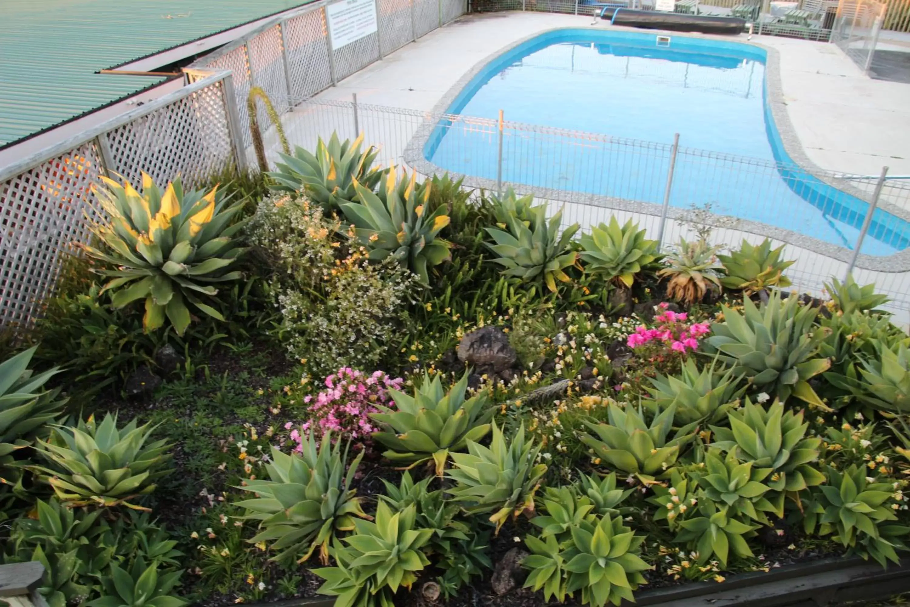 Garden, Swimming Pool in Cook's Lookout Motel