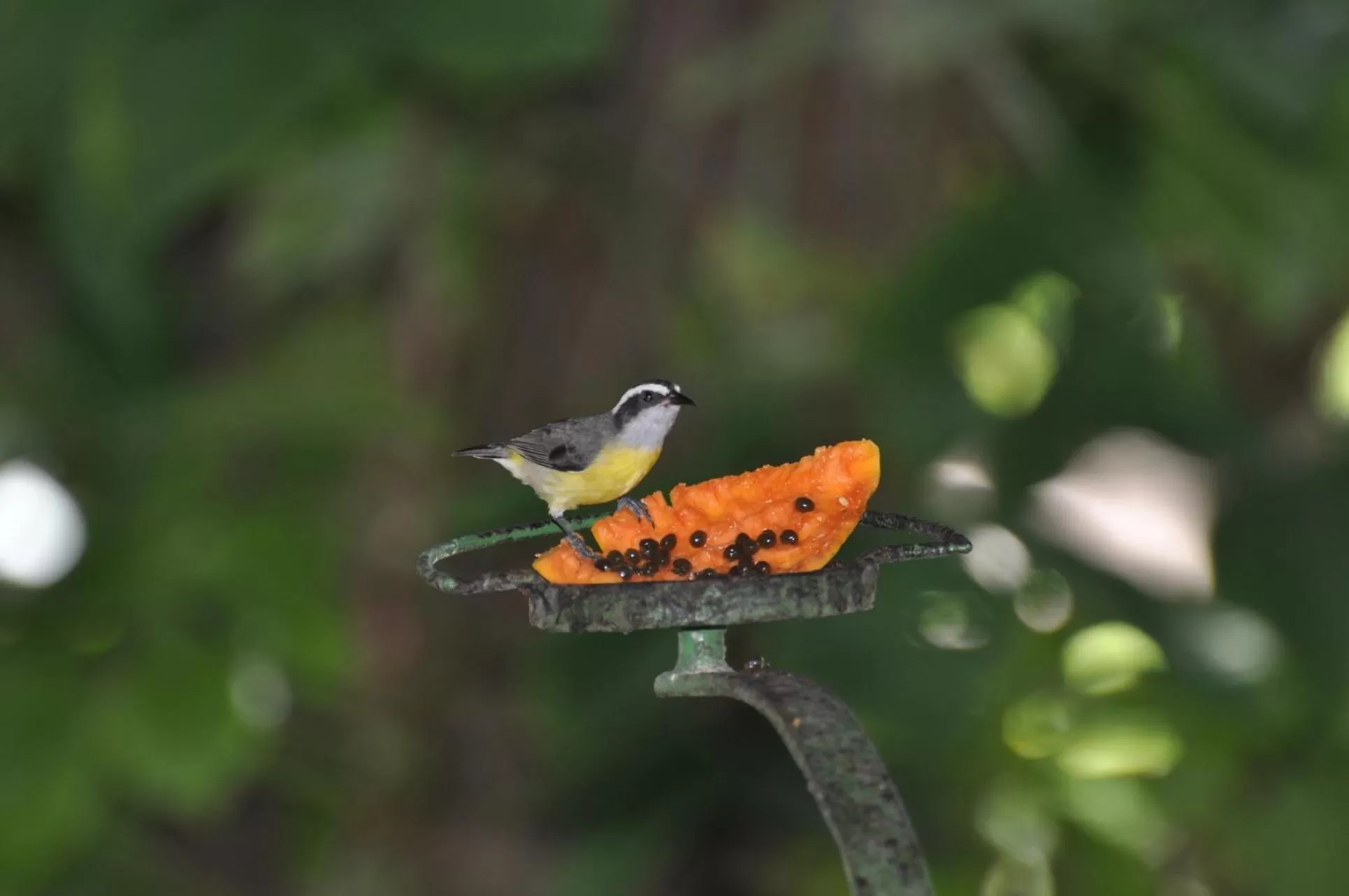 Animals in Hotel 7 Colinas