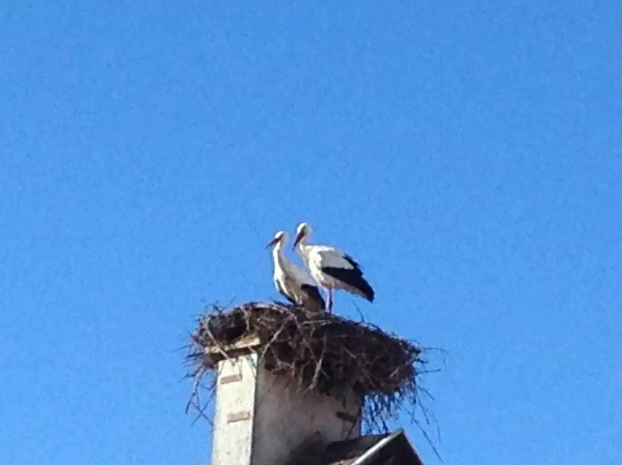 View (from property/room), Other Animals in Hotel Colmar Vignes Eguisheim