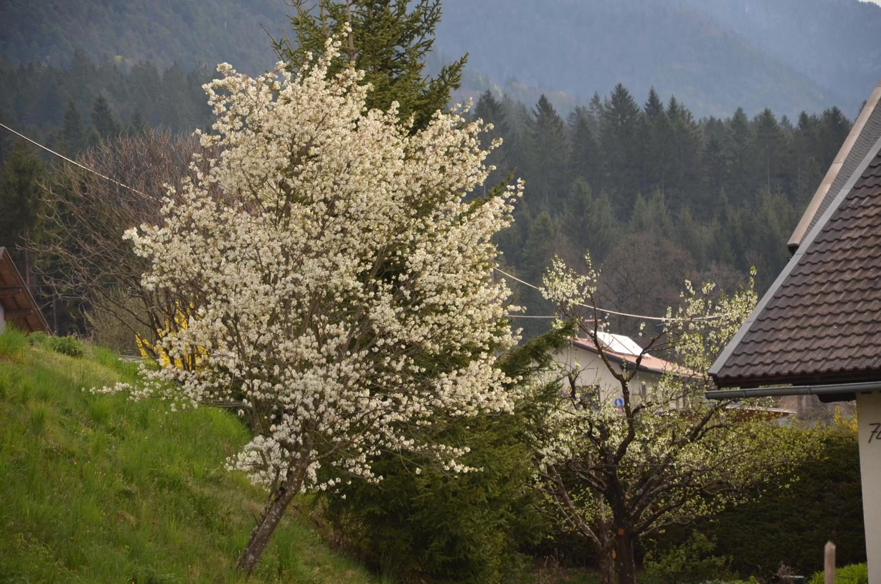 Natural landscape in Pension zum Schreiner