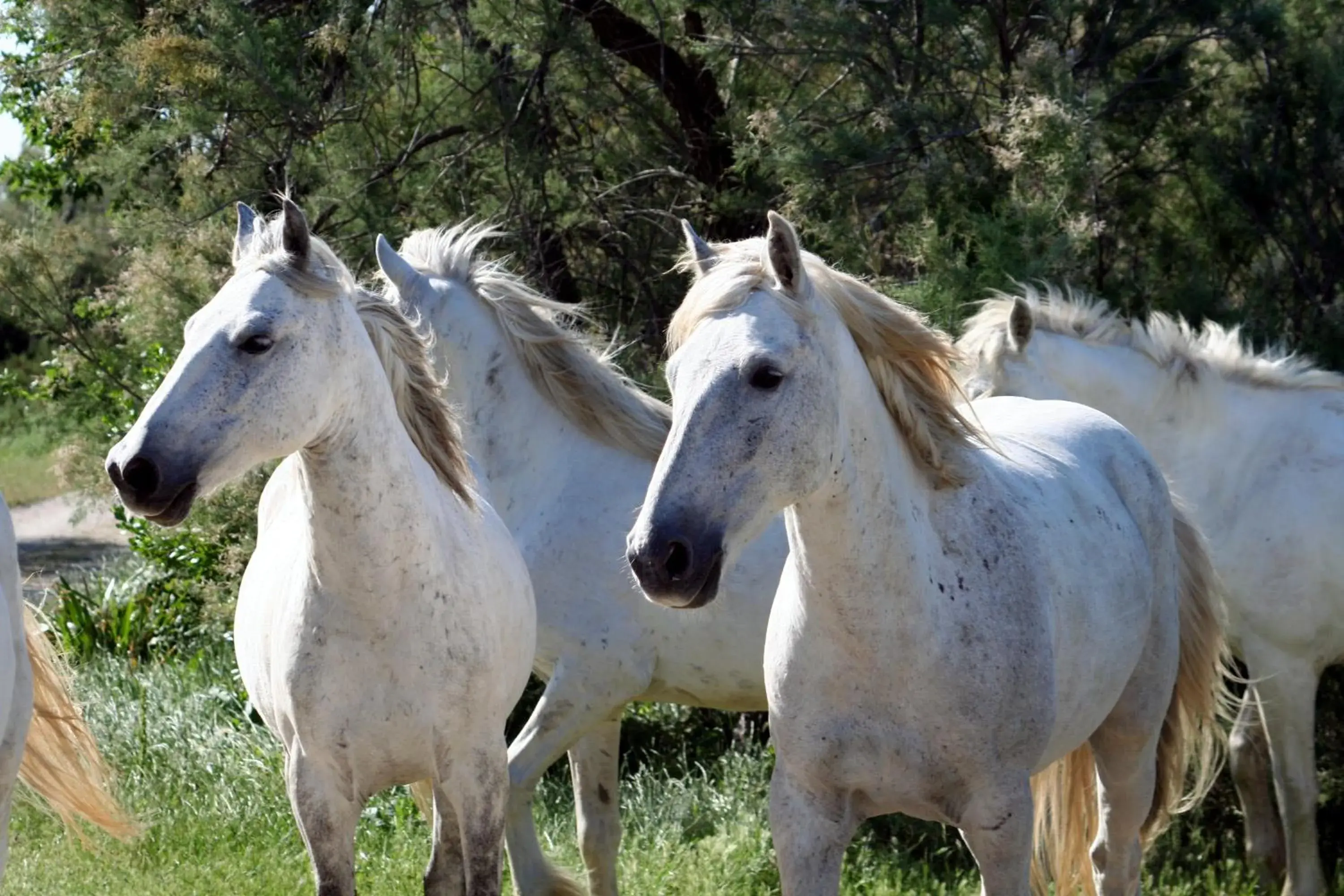 Horse-riding, Other Animals in SOWELL Family Les Amandiers