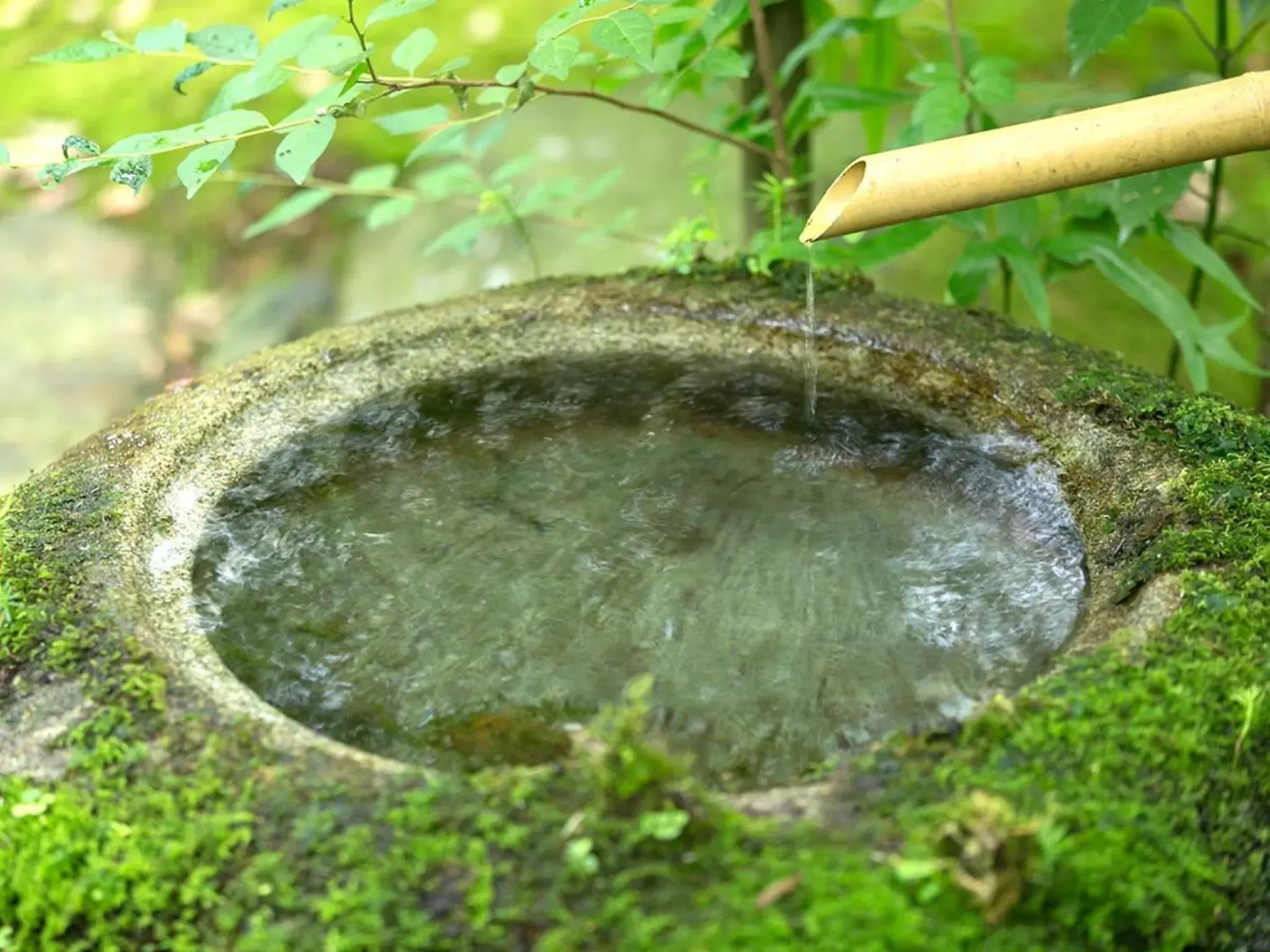 Garden in Hoshi