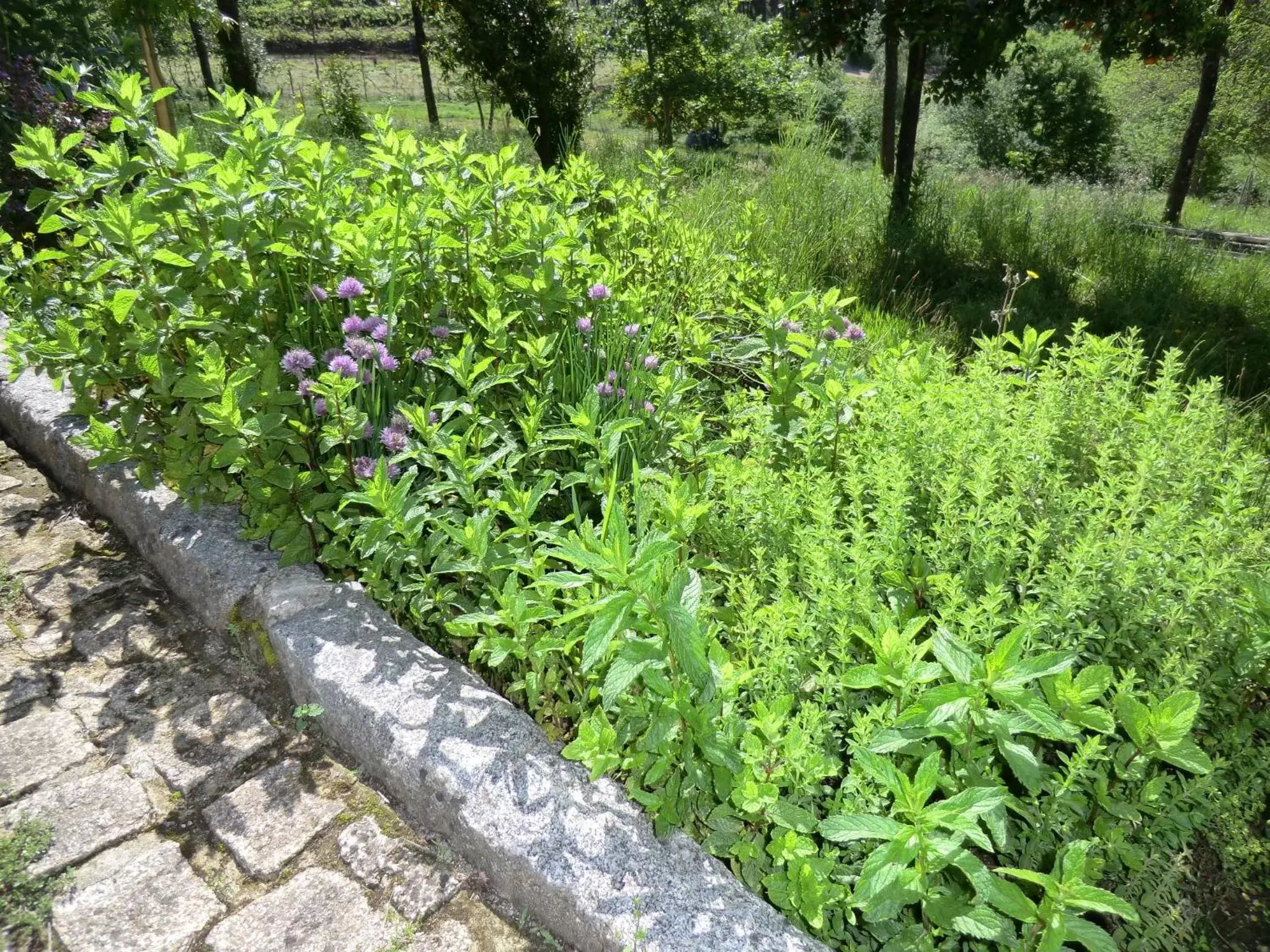 Garden view, Garden in VianasHome