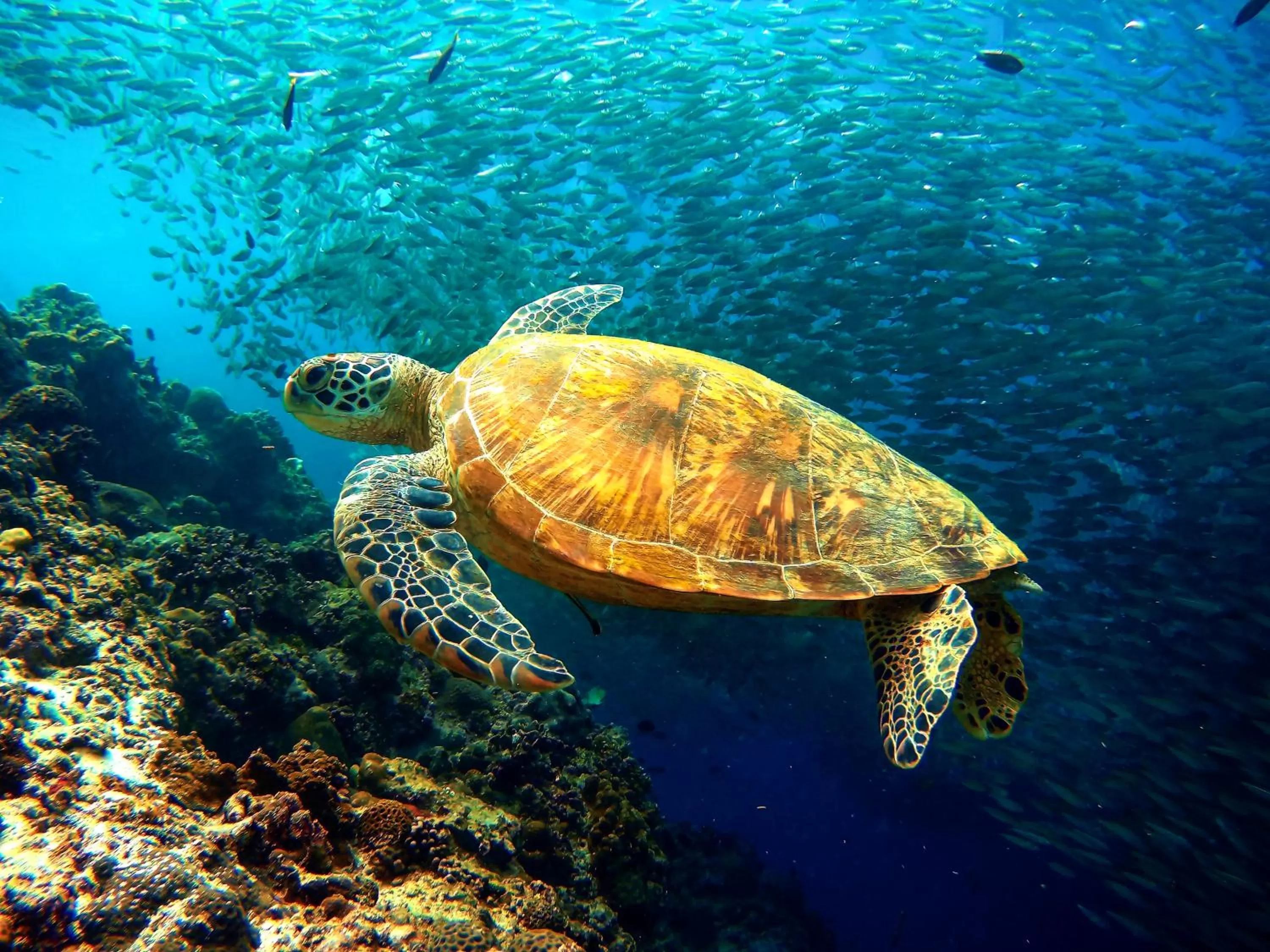 Snorkeling in Granada Beach Resort - Adults Only